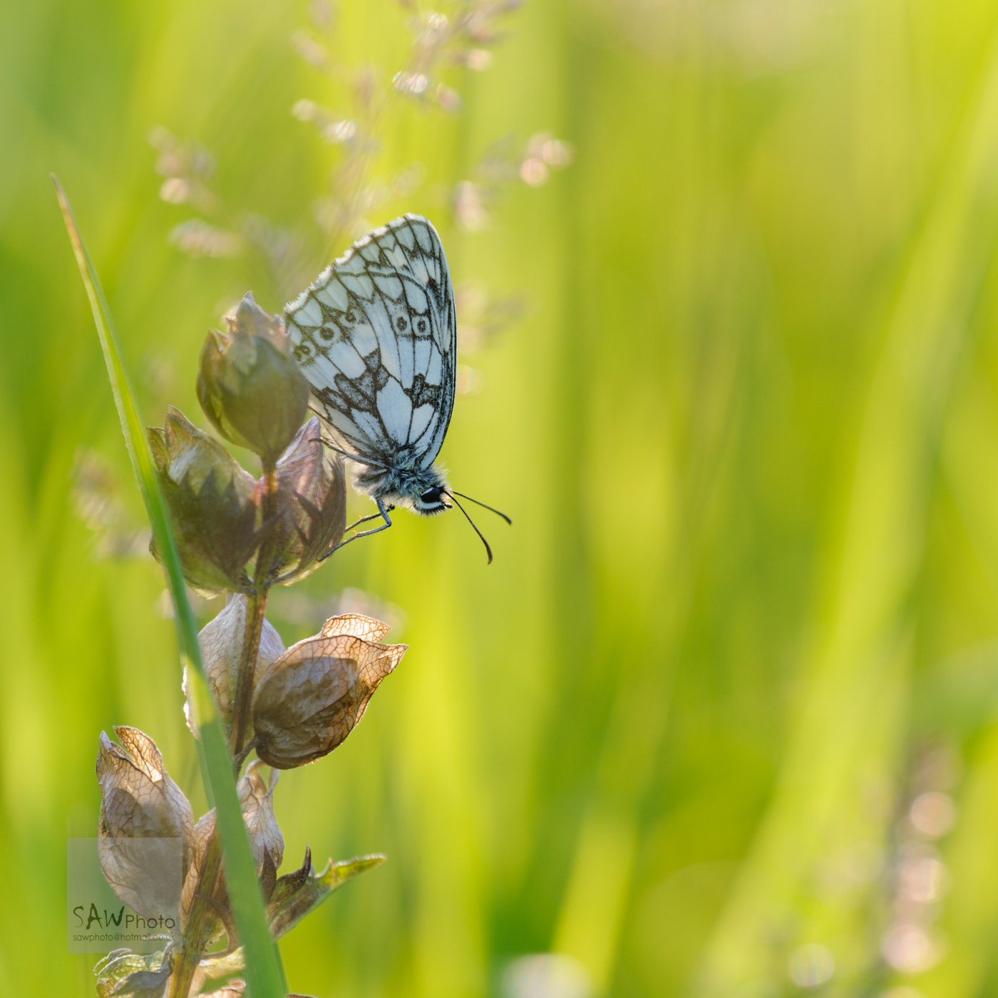 Nikon AF-S Nikkor 70-200mm F4G ED VR sample photo. Marbled white photography