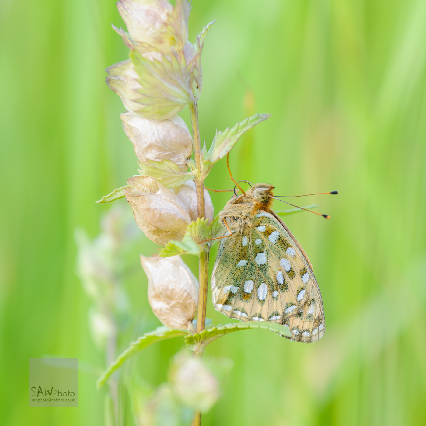 Nikon AF-S Nikkor 70-200mm F4G ED VR sample photo. Dark green fritilary photography
