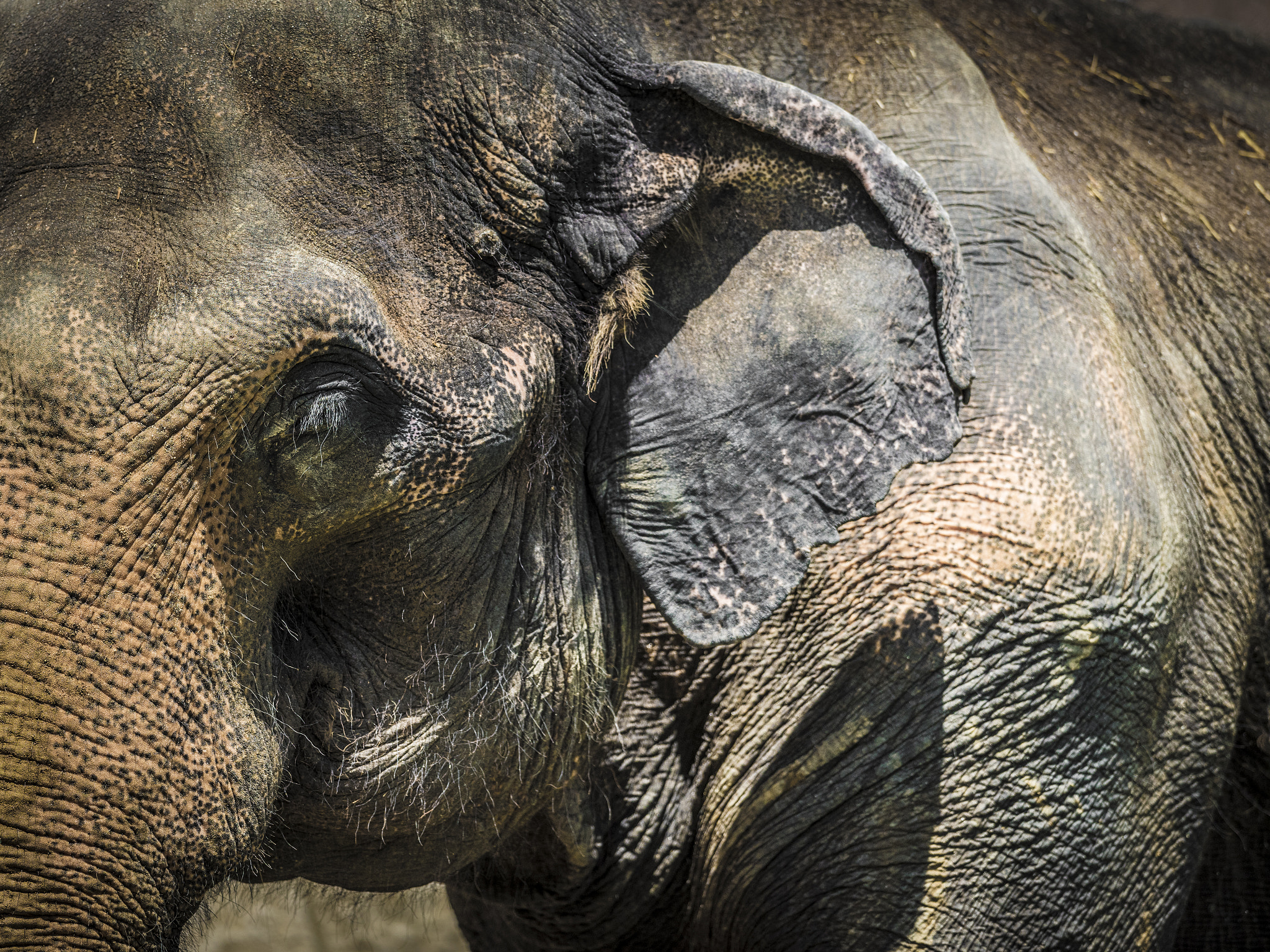 Nikon AF-S Nikkor 400mm F2.8E FL ED VR sample photo. Indian elephant photography