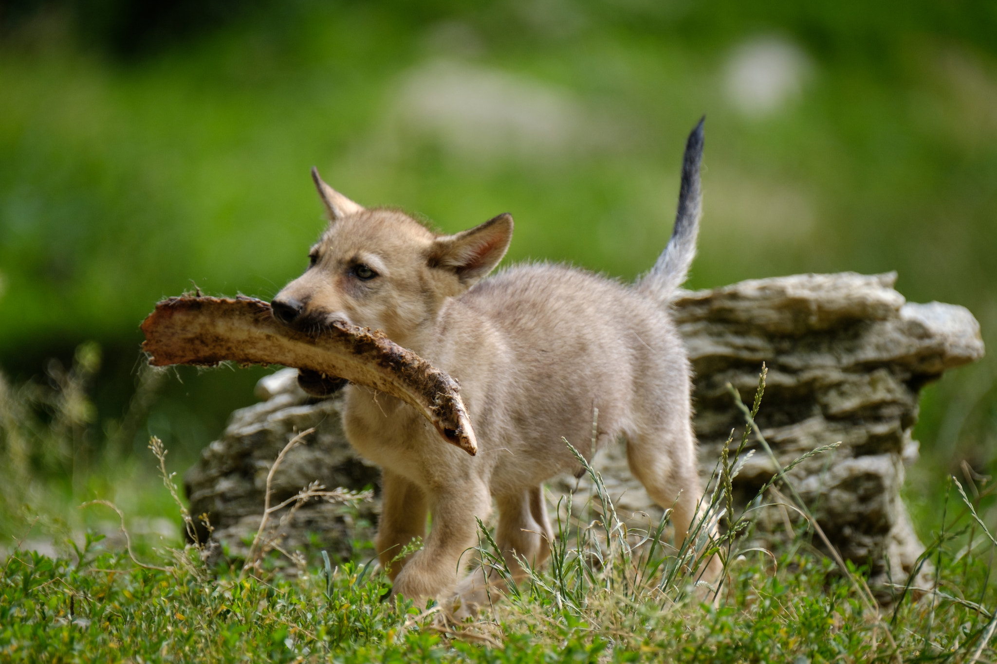 Fujifilm XF 100-400mm F4.5-5.6 R LM OIS WR sample photo. Little wolf photography