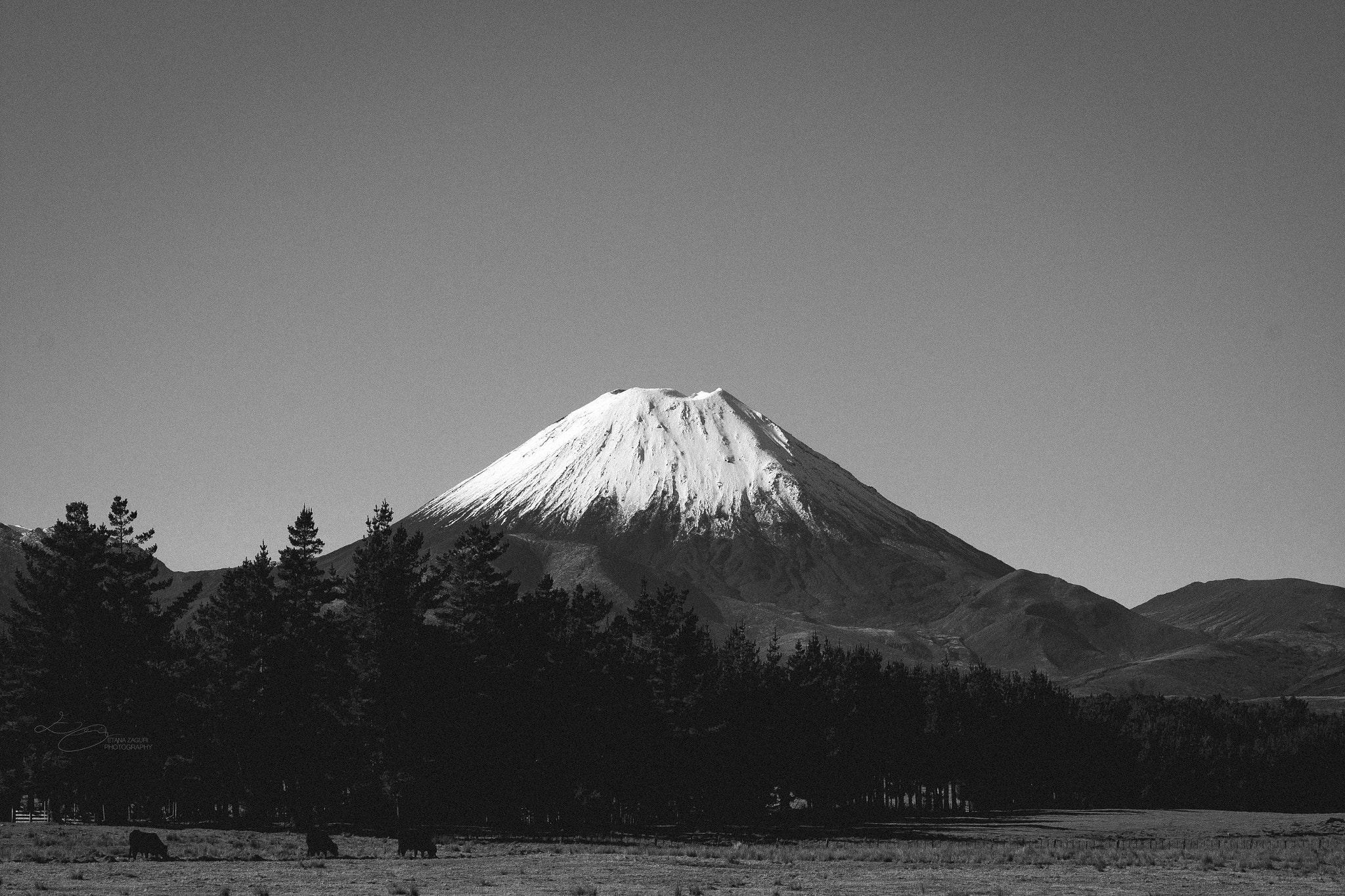 Sigma 105mm F2.8 EX DG Macro sample photo. Black & white - new zealand photography
