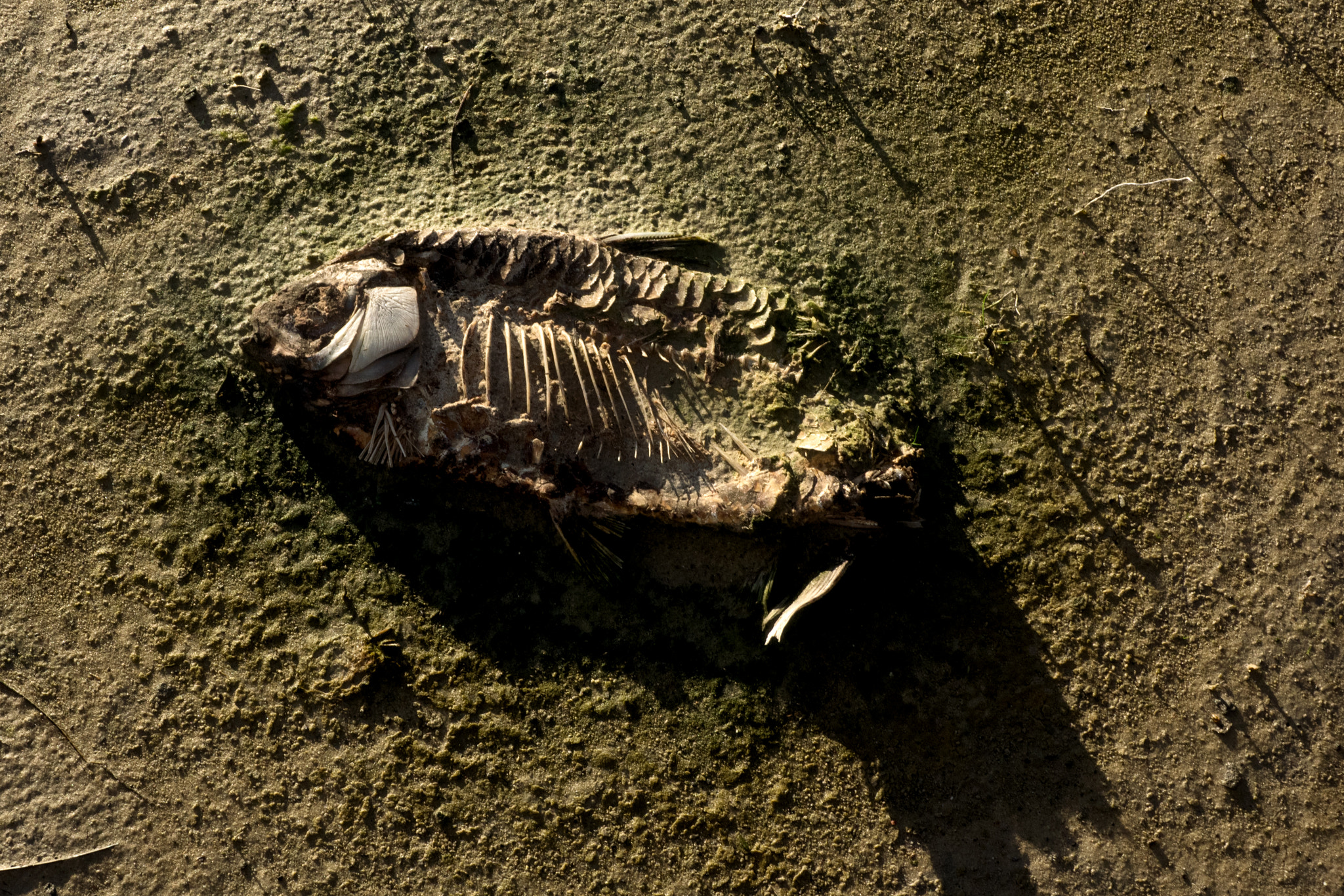 Olympus OM-D E-M1 + OLYMPUS M.12-50mm F3.5-6.3 sample photo. Carp photography