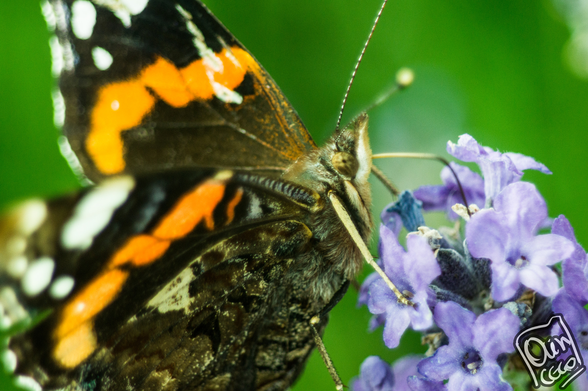 Sony SLT-A58 sample photo. Butterfly on lavender photography