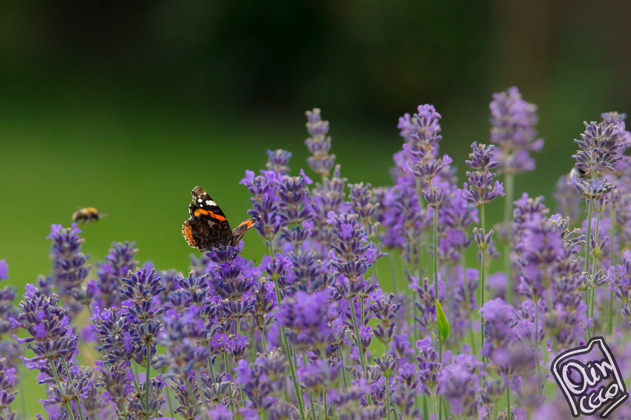 Sony SLT-A58 sample photo. Bee from behind photography