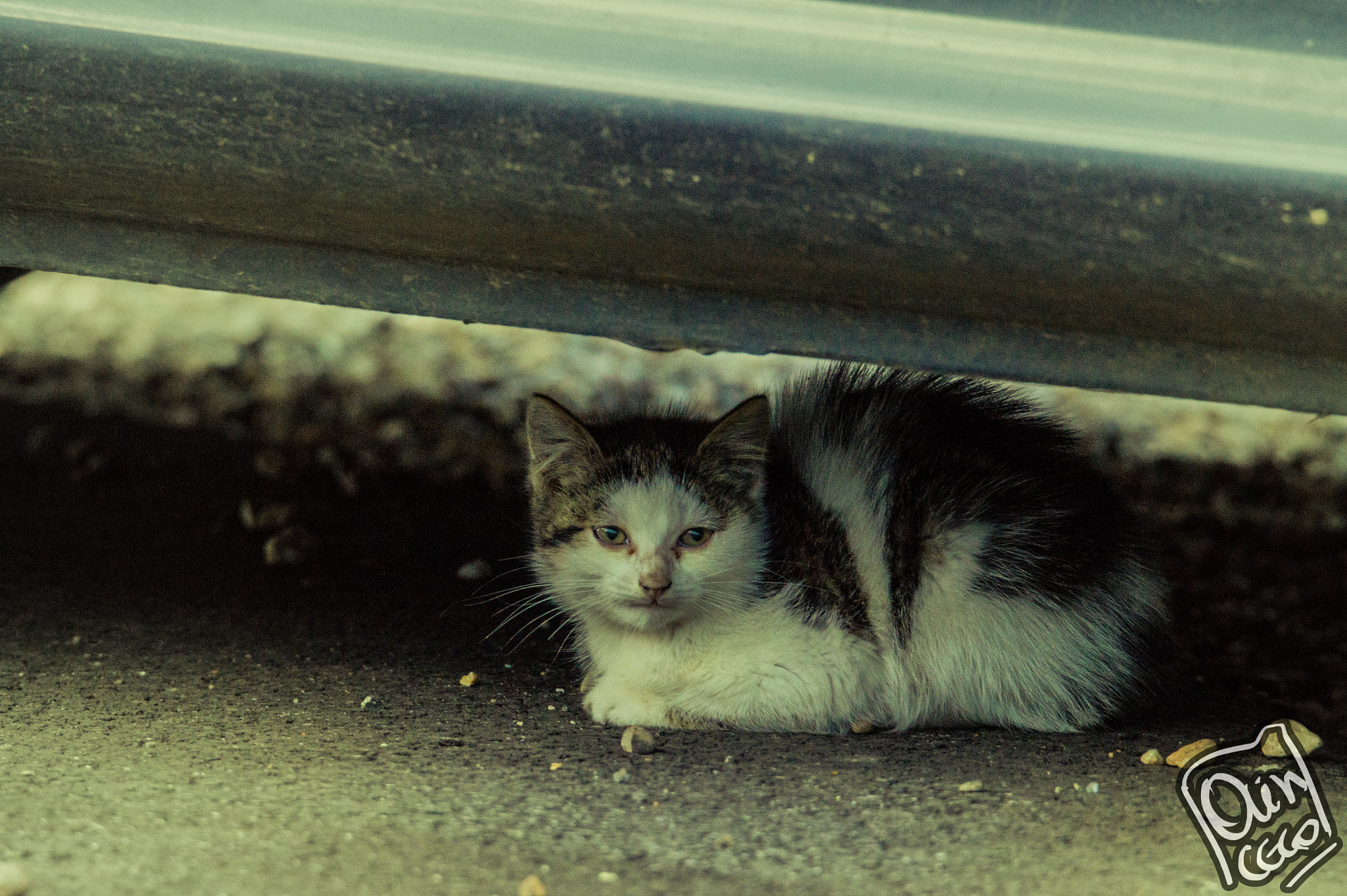 Sony SLT-A58 sample photo. Just chillin' photography