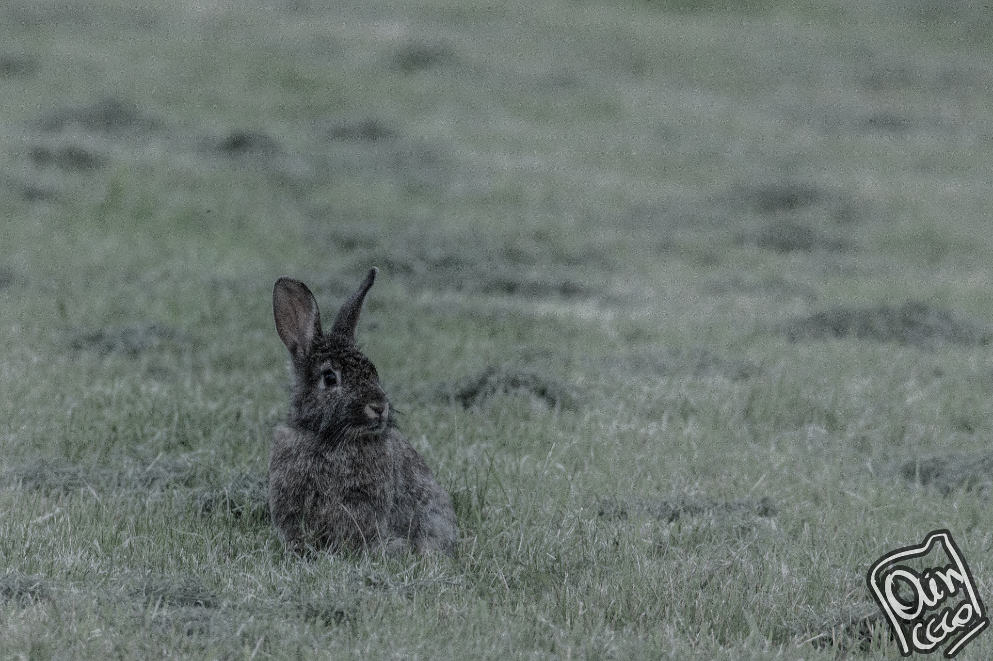 Sony SLT-A58 + Tamron SP 150-600mm F5-6.3 Di VC USD sample photo. Bunny alert photography
