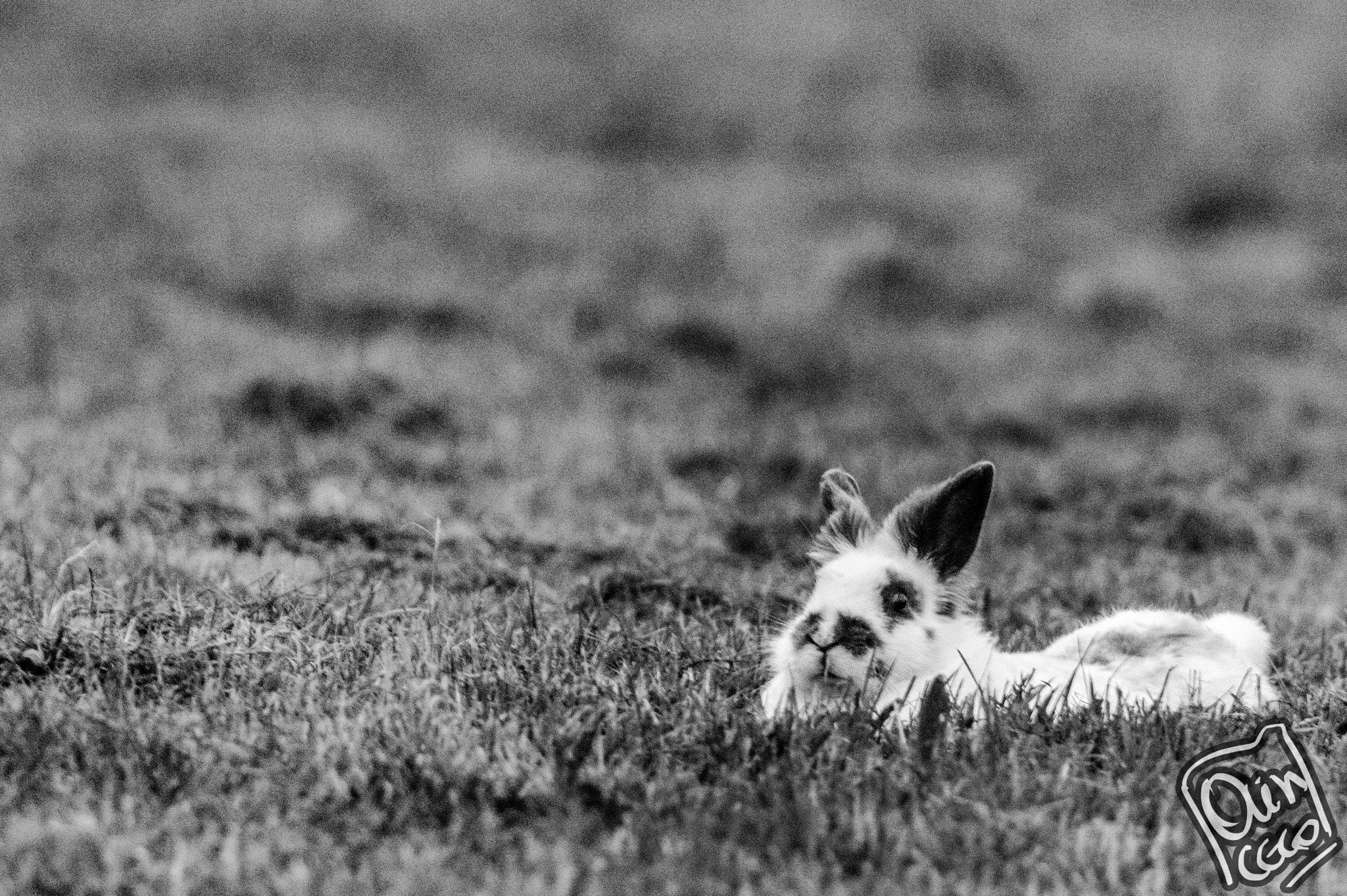 Sony SLT-A58 sample photo. Bunny relaxed photography