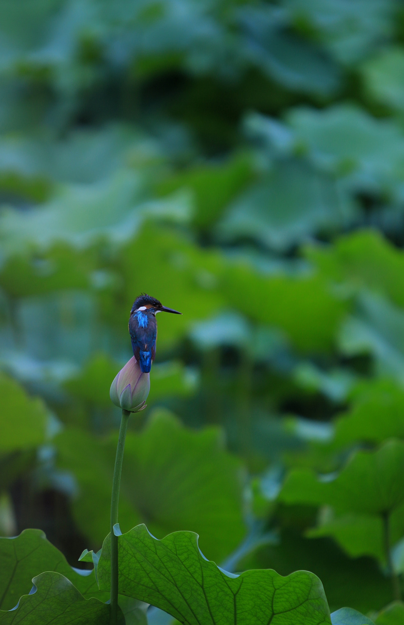 Canon EOS M + Canon EF 70-200mm F2.8L IS USM sample photo. 小翠 photography