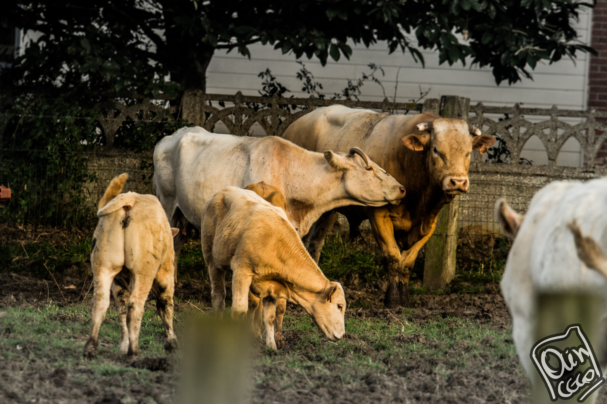 Sony SLT-A58 sample photo. A farmers pet photography