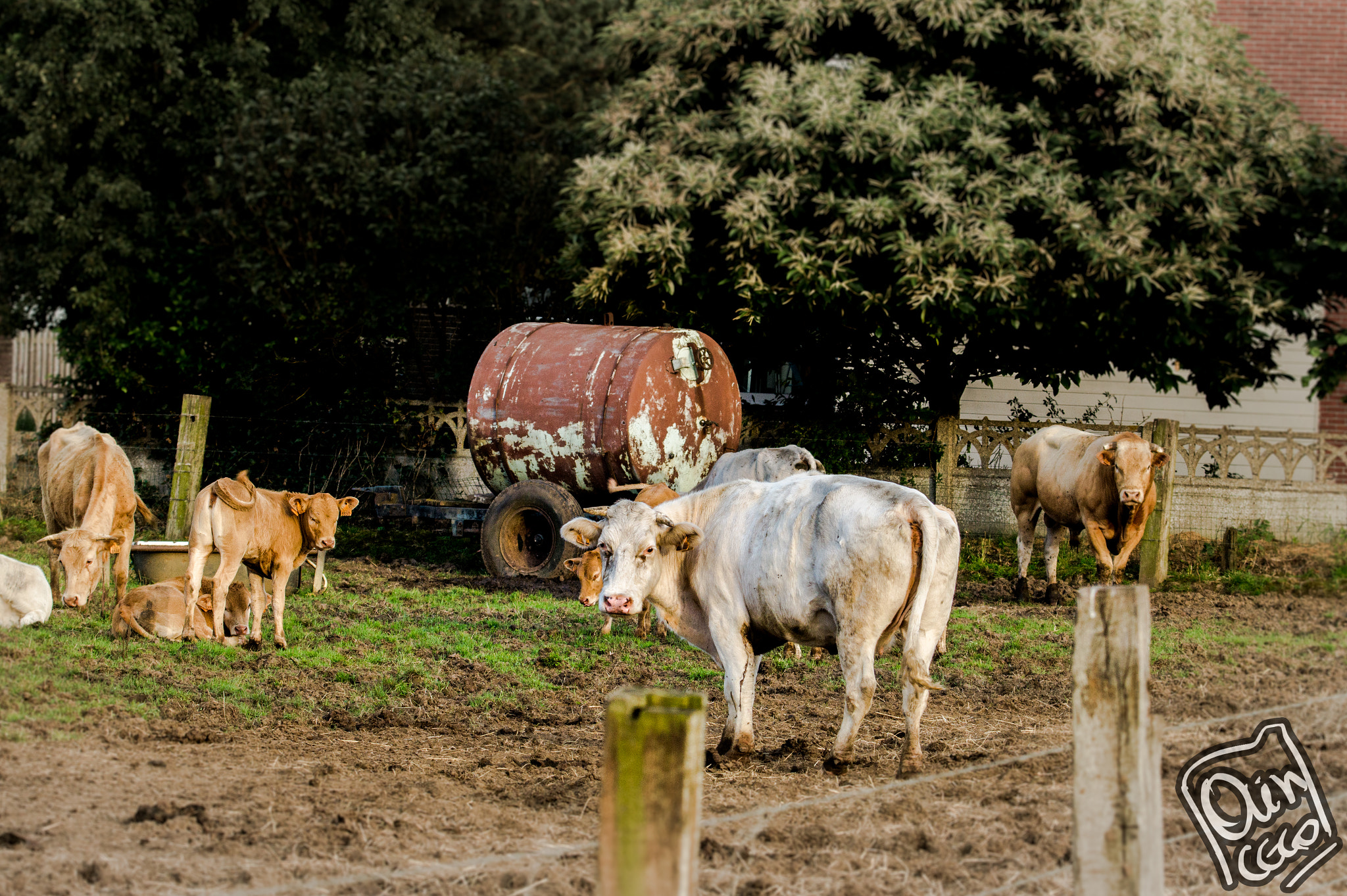 Sony SLT-A58 sample photo. A farmers pet photography