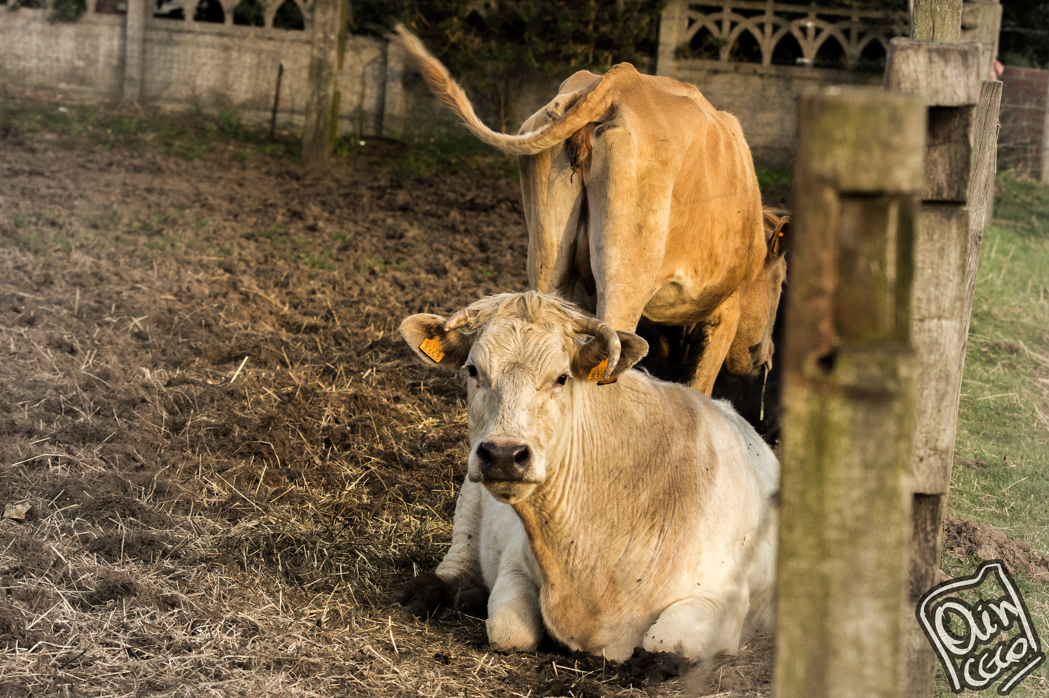 Sony SLT-A58 + Tamron SP 150-600mm F5-6.3 Di VC USD sample photo. A farmers pet photography