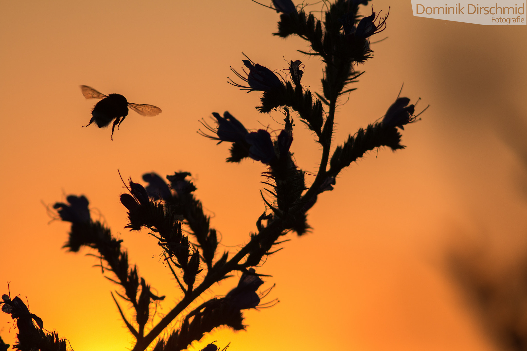 Canon EOS 70D + Canon EF 300mm F4L IS USM sample photo. Bumblebee photography