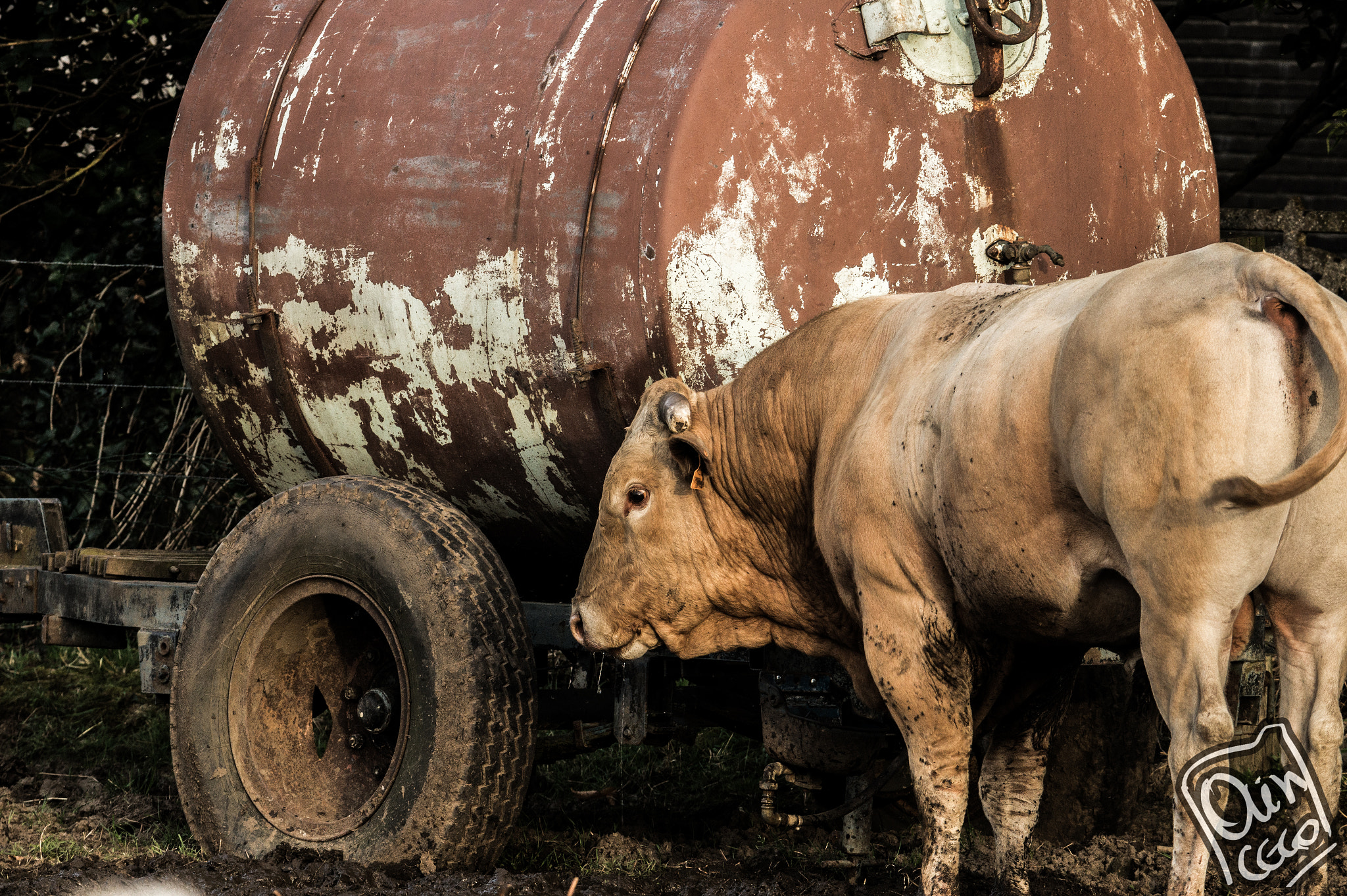 Sony SLT-A58 sample photo. Cow and wheel friends now? photography