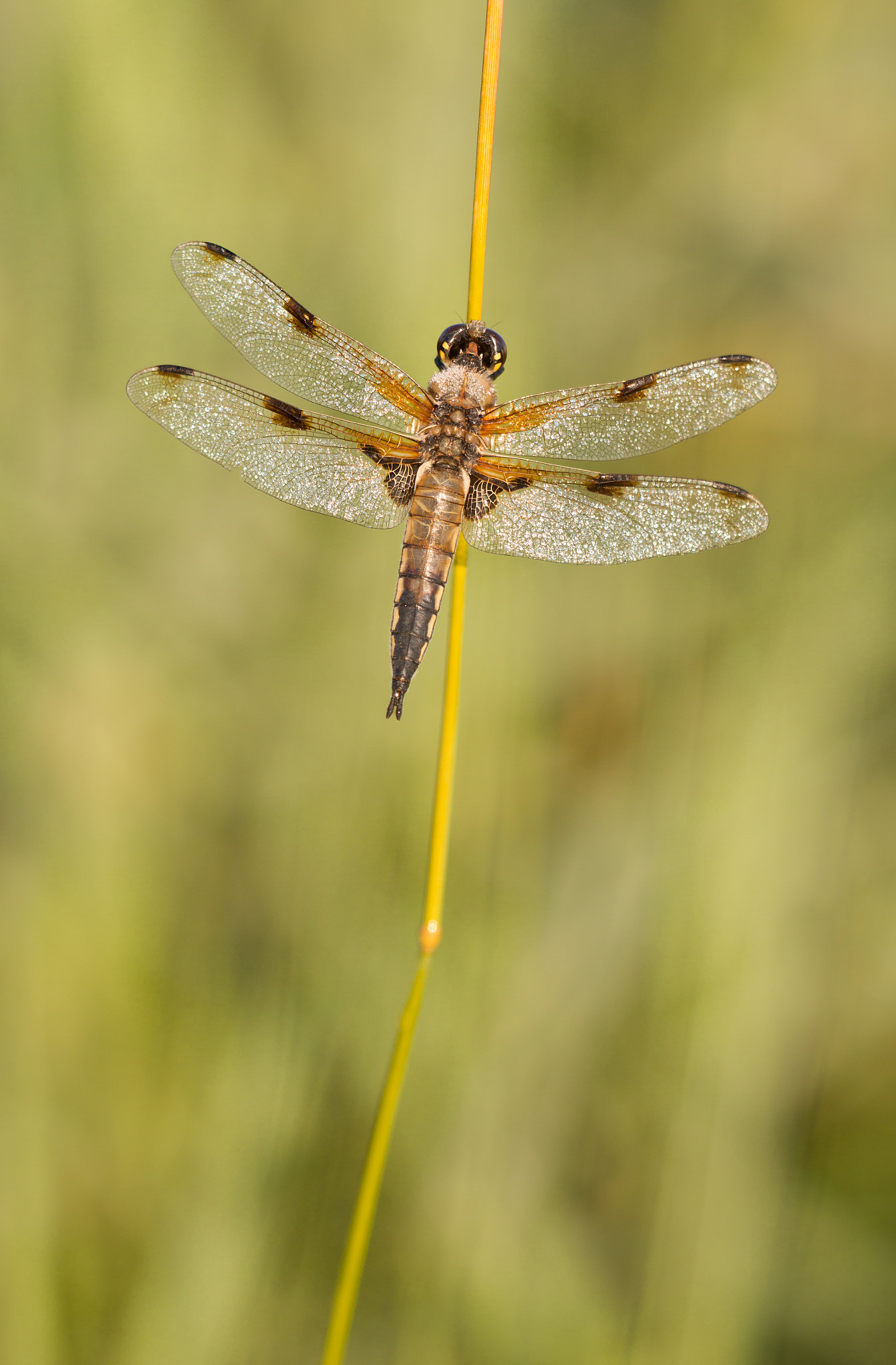 Sigma APO Macro 150mm f/2.8 EX DG HSM sample photo. Libellula quadrimaculata (vierfleck) photography