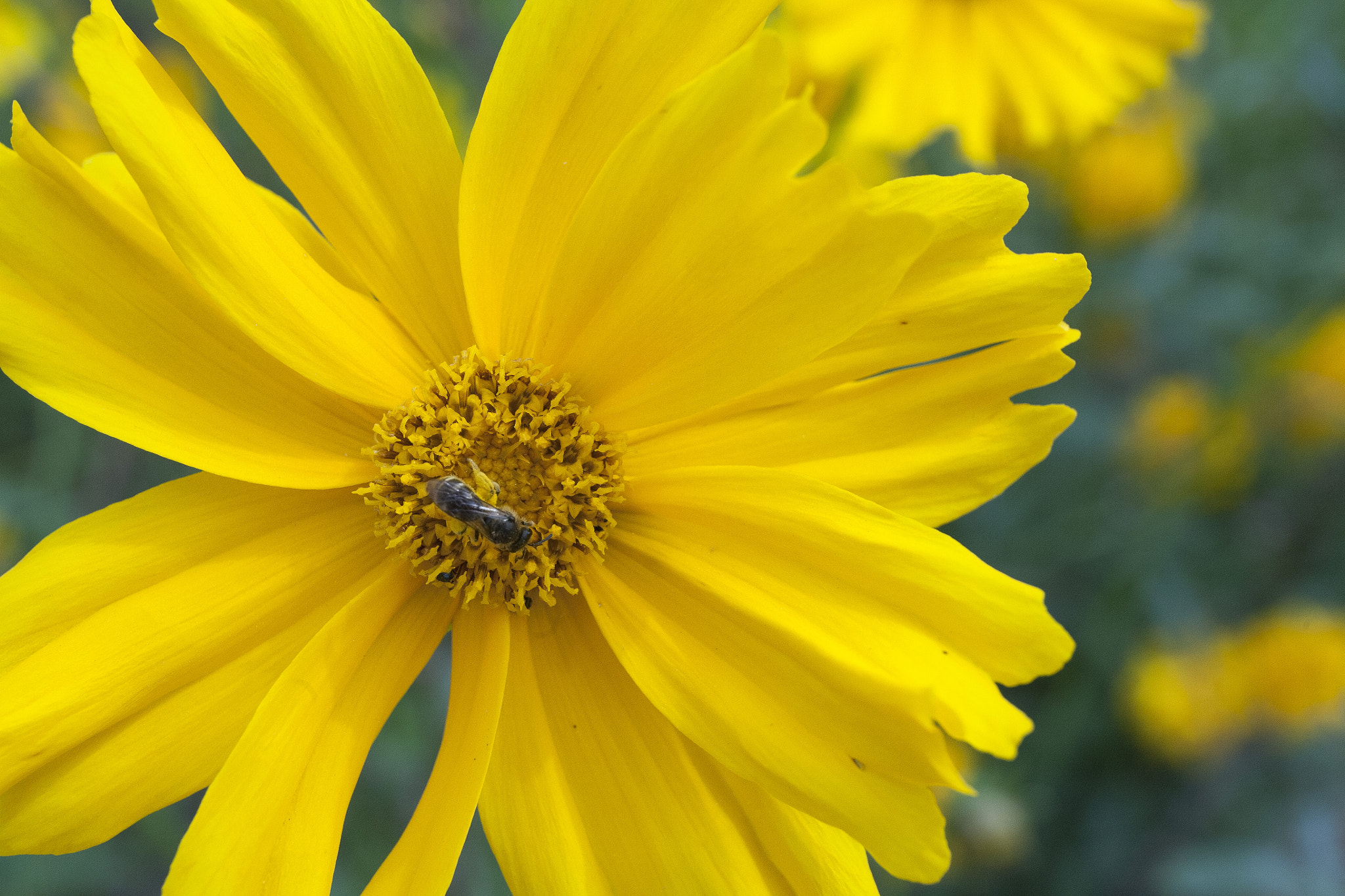 Canon EF 24-70mm F4L IS USM sample photo. Yellow flower photography