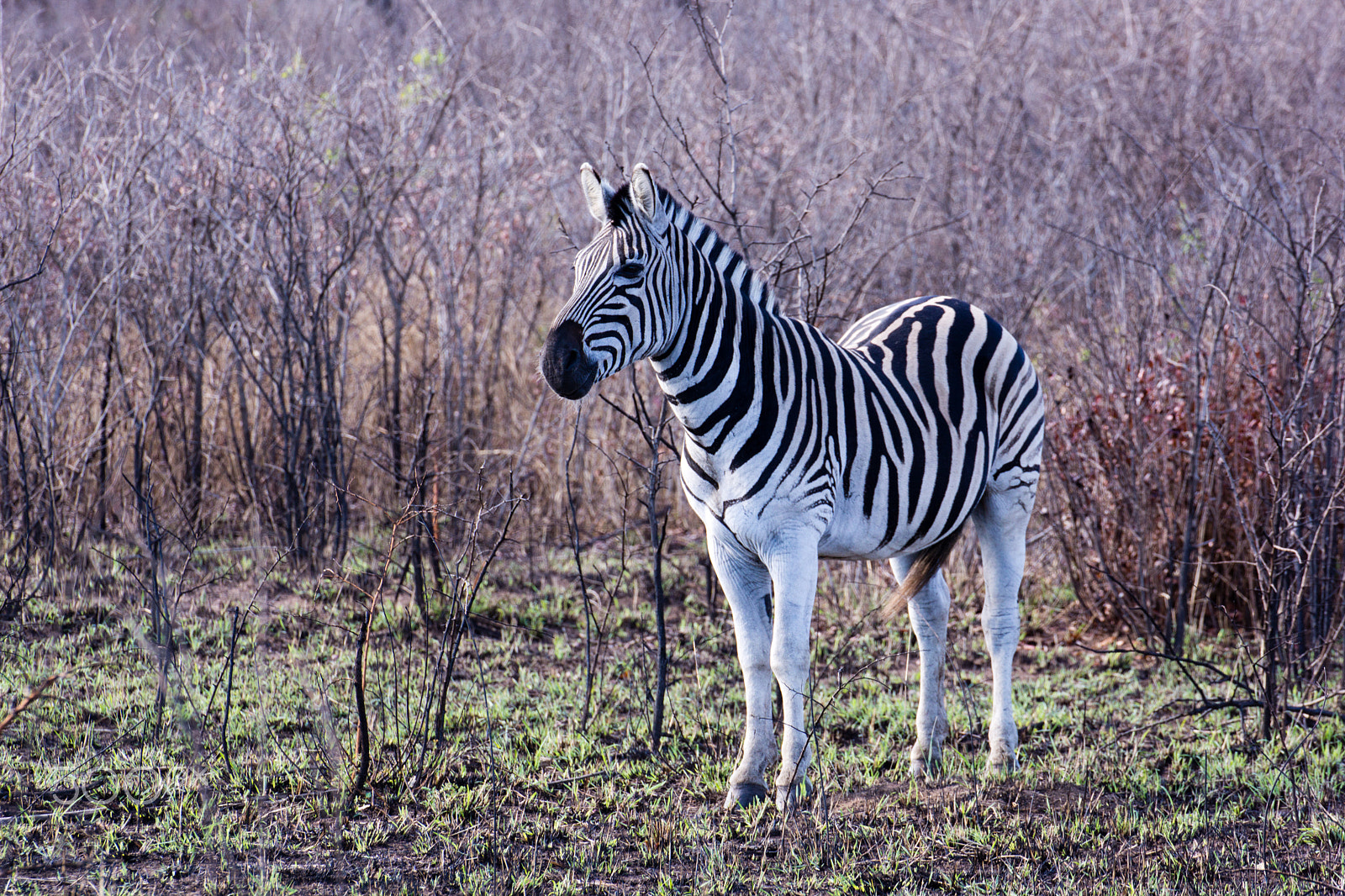 Sony SLT-A65 (SLT-A65V) + Tamron SP 70-300mm F4-5.6 Di USD sample photo. Zebra photography