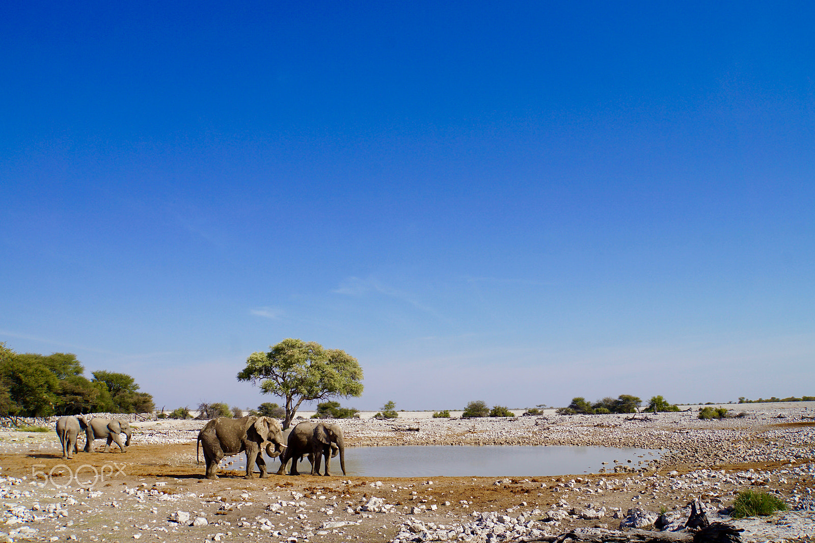 Sony a6000 + Sony E 18-200mm F3.5-6.3 sample photo. Elephants photography