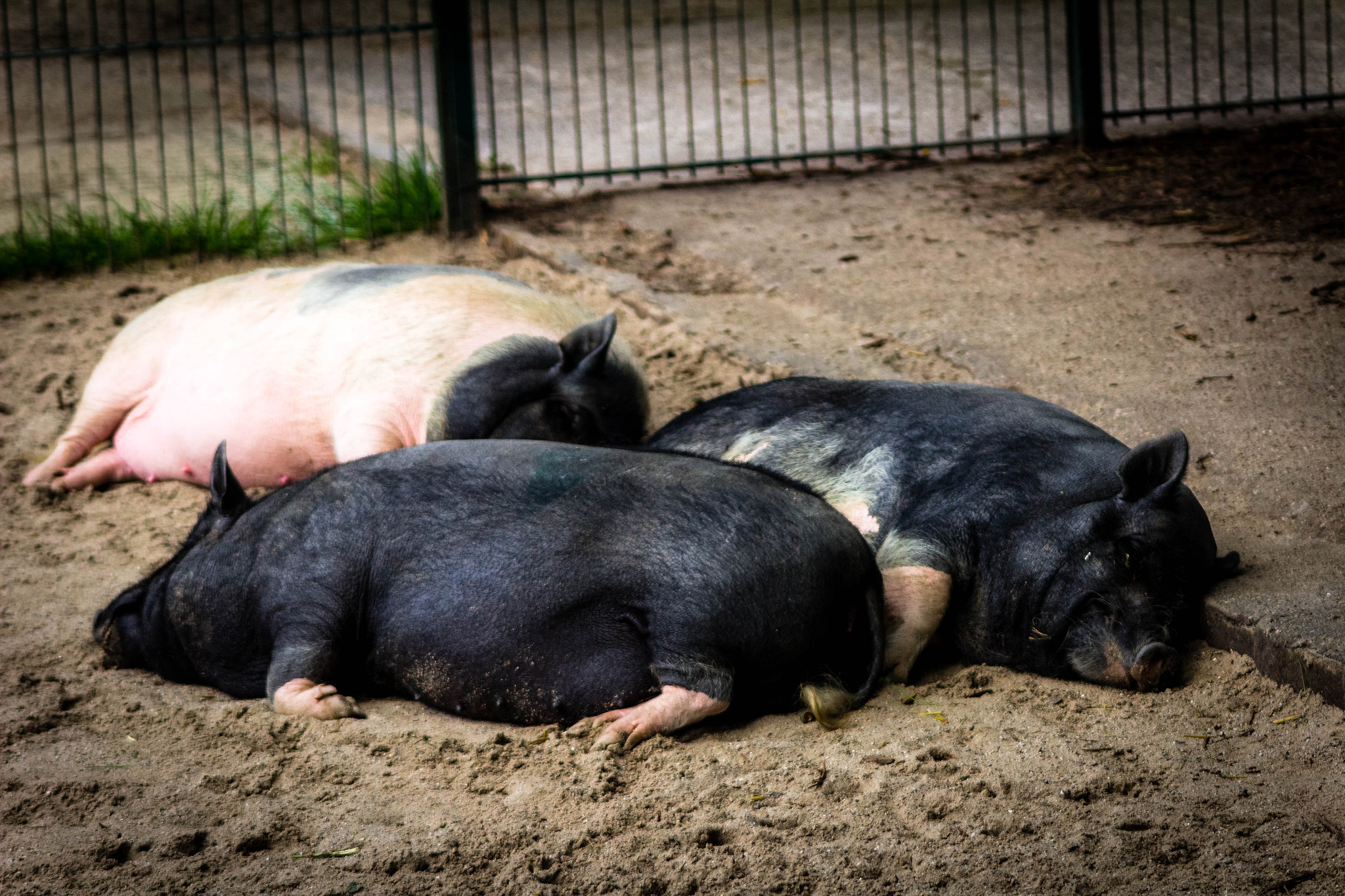 Canon EF 90-300mm F4.5-5.6 sample photo. Oink! photography