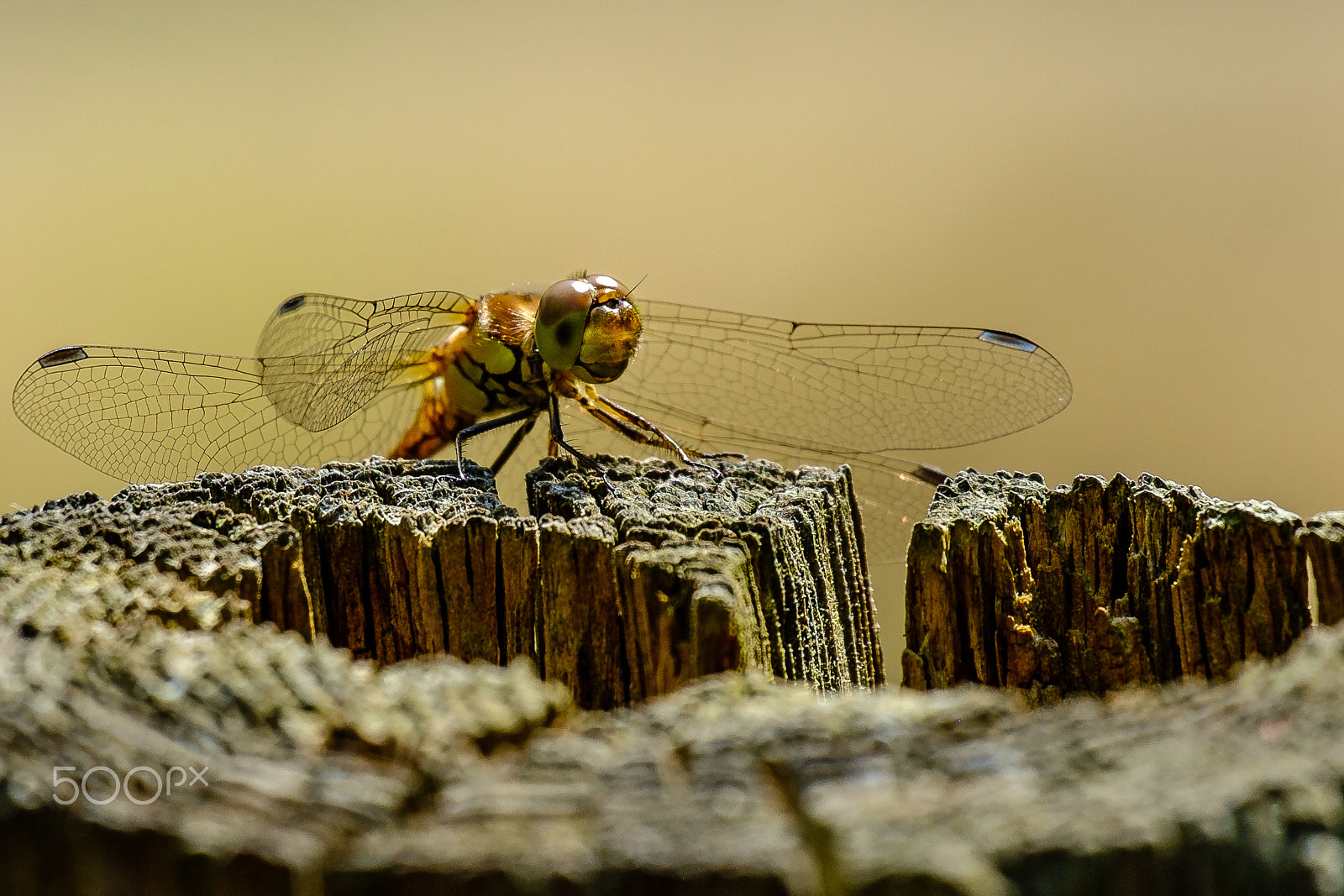 Fujifilm X-E1 + Fujifilm XC 50-230mm F4.5-6.7 OIS sample photo. Dragonlfy ready for take-off photography