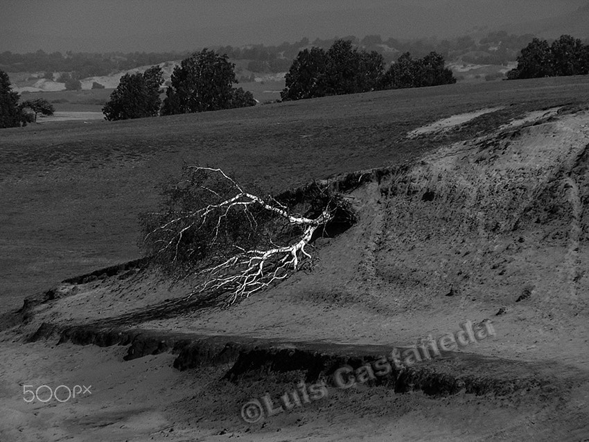 Panasonic DMC-FZ2 sample photo. Roots. photography