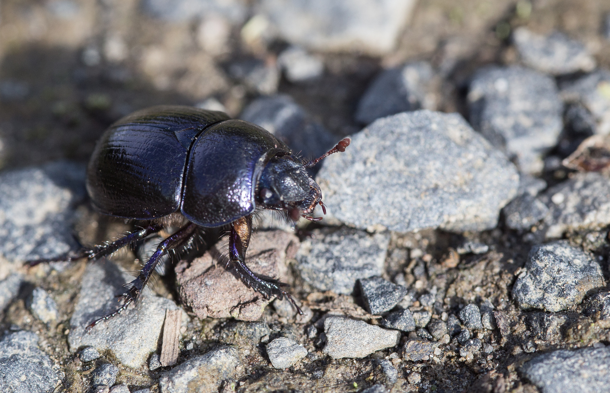 Canon EOS 6D + Sigma 105mm F2.8 EX DG Macro sample photo. Beetle photography