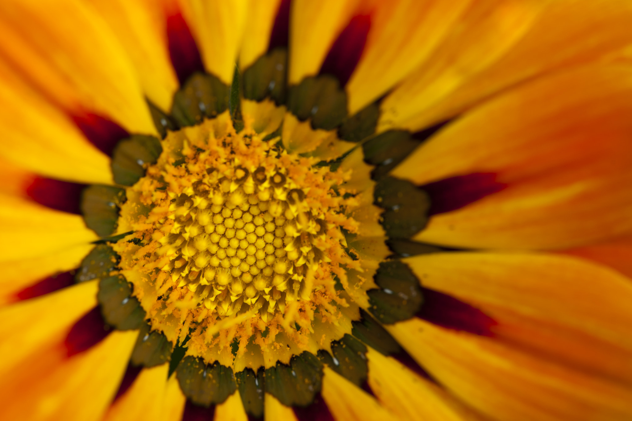 Sigma 150mm F2.8 EX DG Macro HSM sample photo. Gb photography
