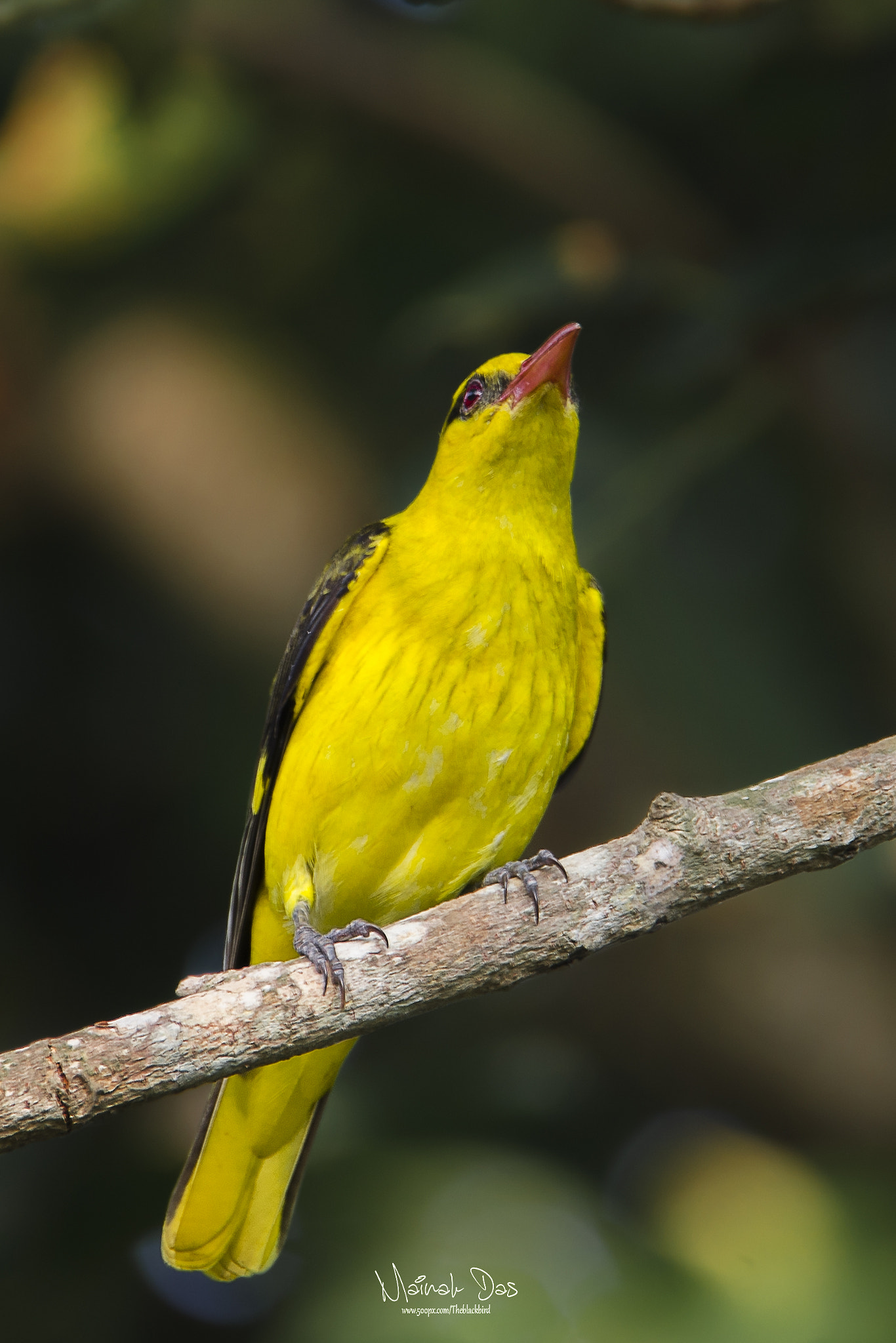 Nikon D5100 + Tamron SP 150-600mm F5-6.3 Di VC USD sample photo. Indian golden oriole photography