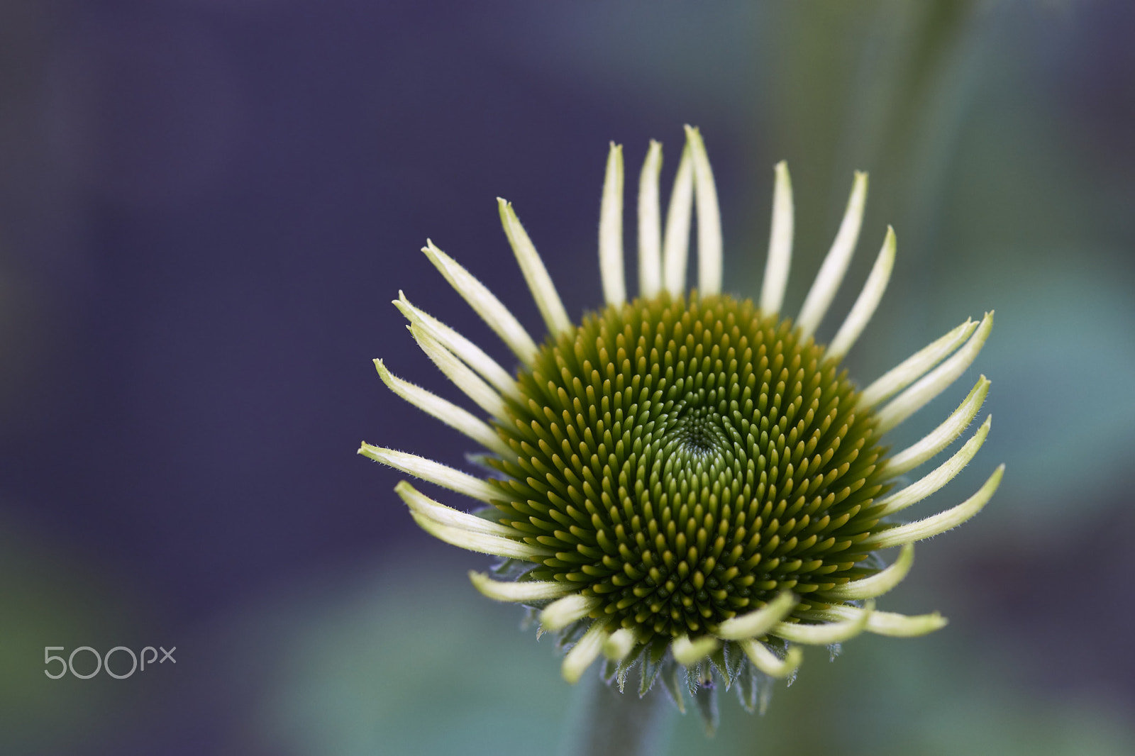 Sony a99 II + Tamron SP AF 90mm F2.8 Di Macro sample photo. White coneflower photography