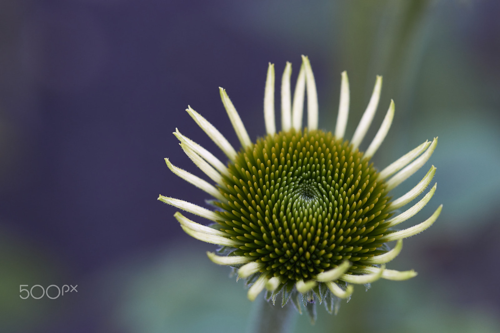 Tamron SP AF 90mm F2.8 Di Macro sample photo. White coneflower photography
