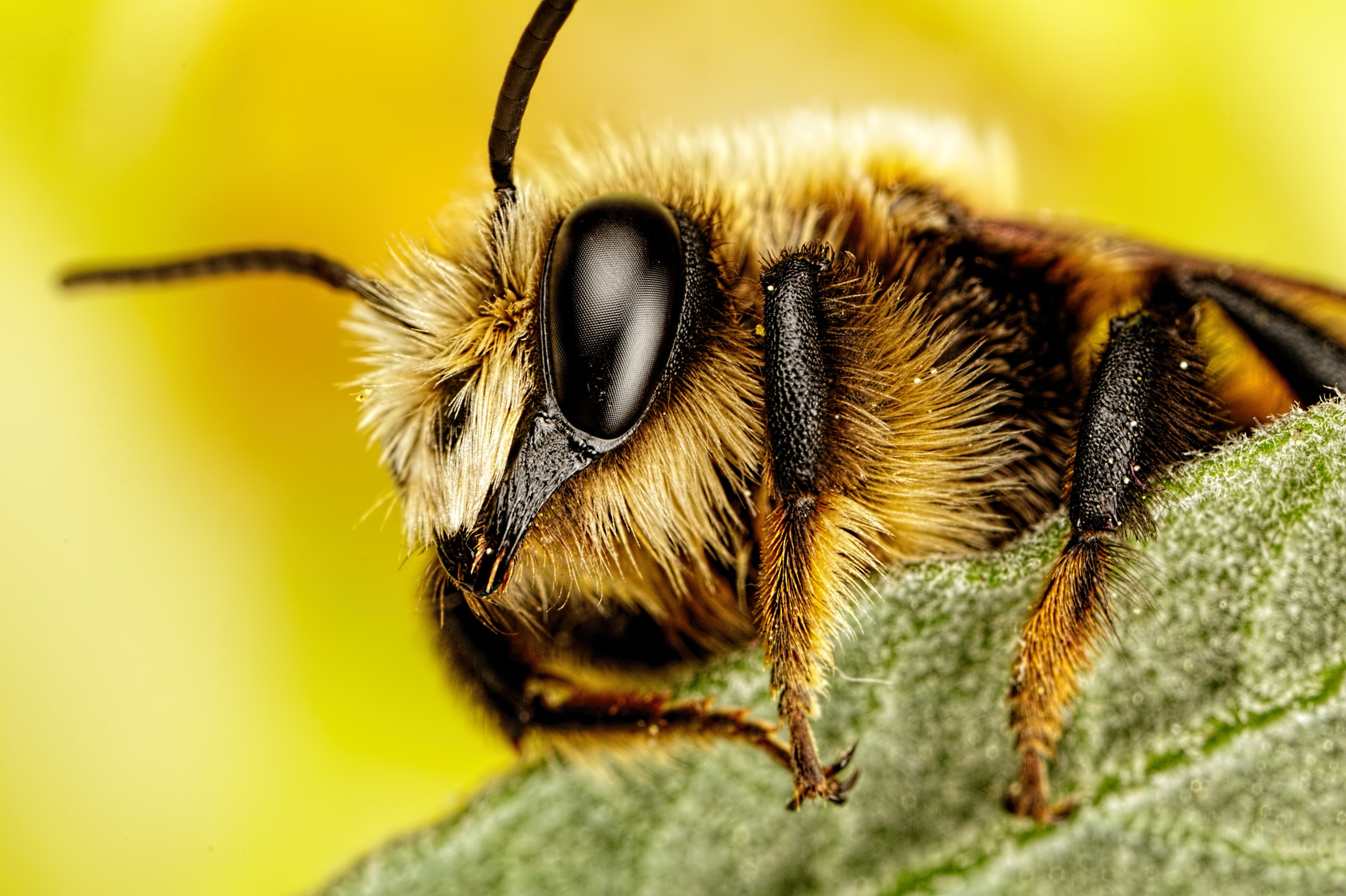 Canon MP-E 65mm F2.5 1-5x Macro Photo sample photo. Mason bee series 3-1 photography