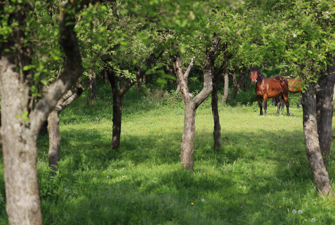 Canon EF 70-300mm F4-5.6L IS USM sample photo. Through orchard photography