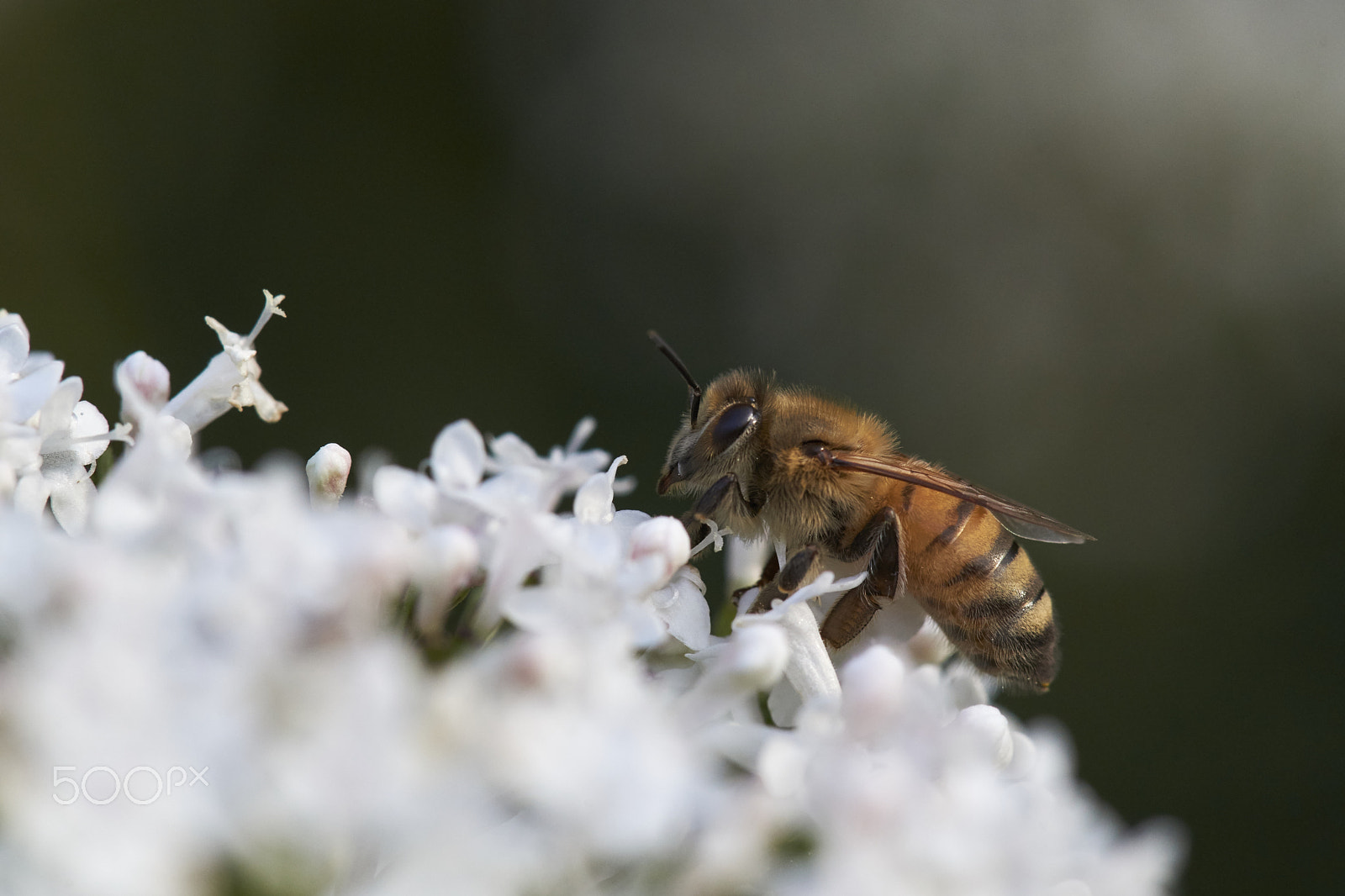 Sony a99 II + Tamron SP AF 90mm F2.8 Di Macro sample photo. Bee on flower photography