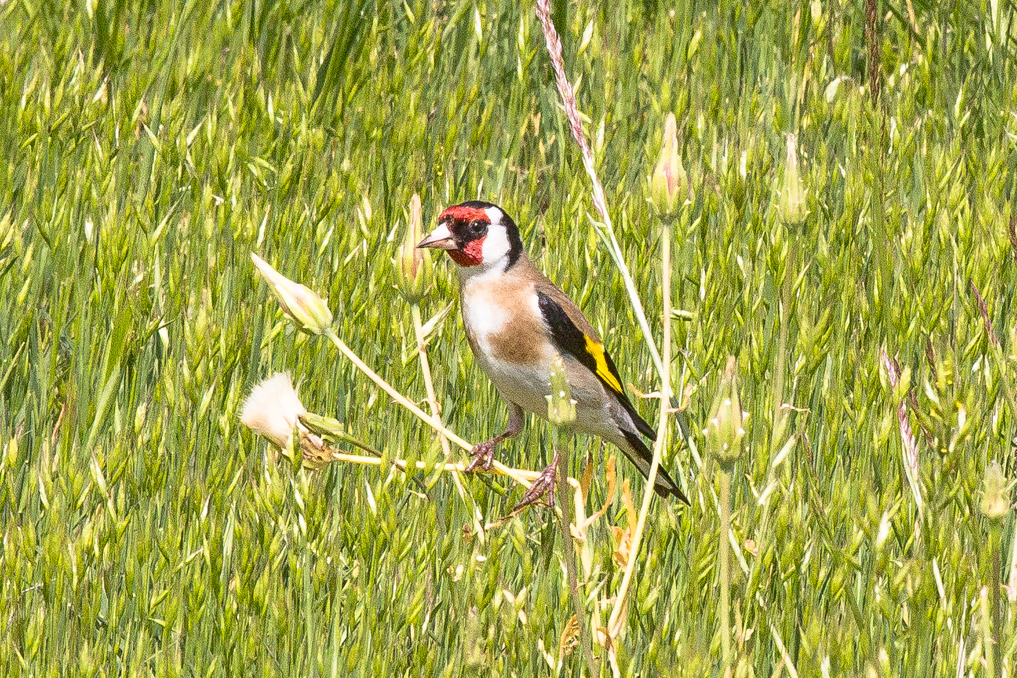 Canon EF 100-400mm F4.5-5.6L IS USM sample photo. Goldfinch photography