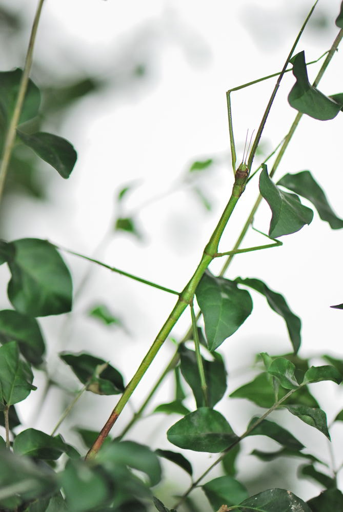 Nikon AF-S Micro-Nikkor 105mm F2.8G IF-ED VR sample photo. 【vd视觉记忆】【2012.10.25】昆虫世界no.15 photography