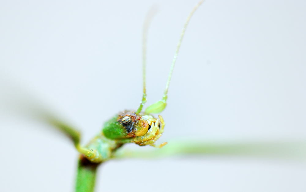 Nikon AF-S Micro-Nikkor 105mm F2.8G IF-ED VR sample photo. 【vd视觉记忆】【2012.10.25】昆虫世界no.15 photography