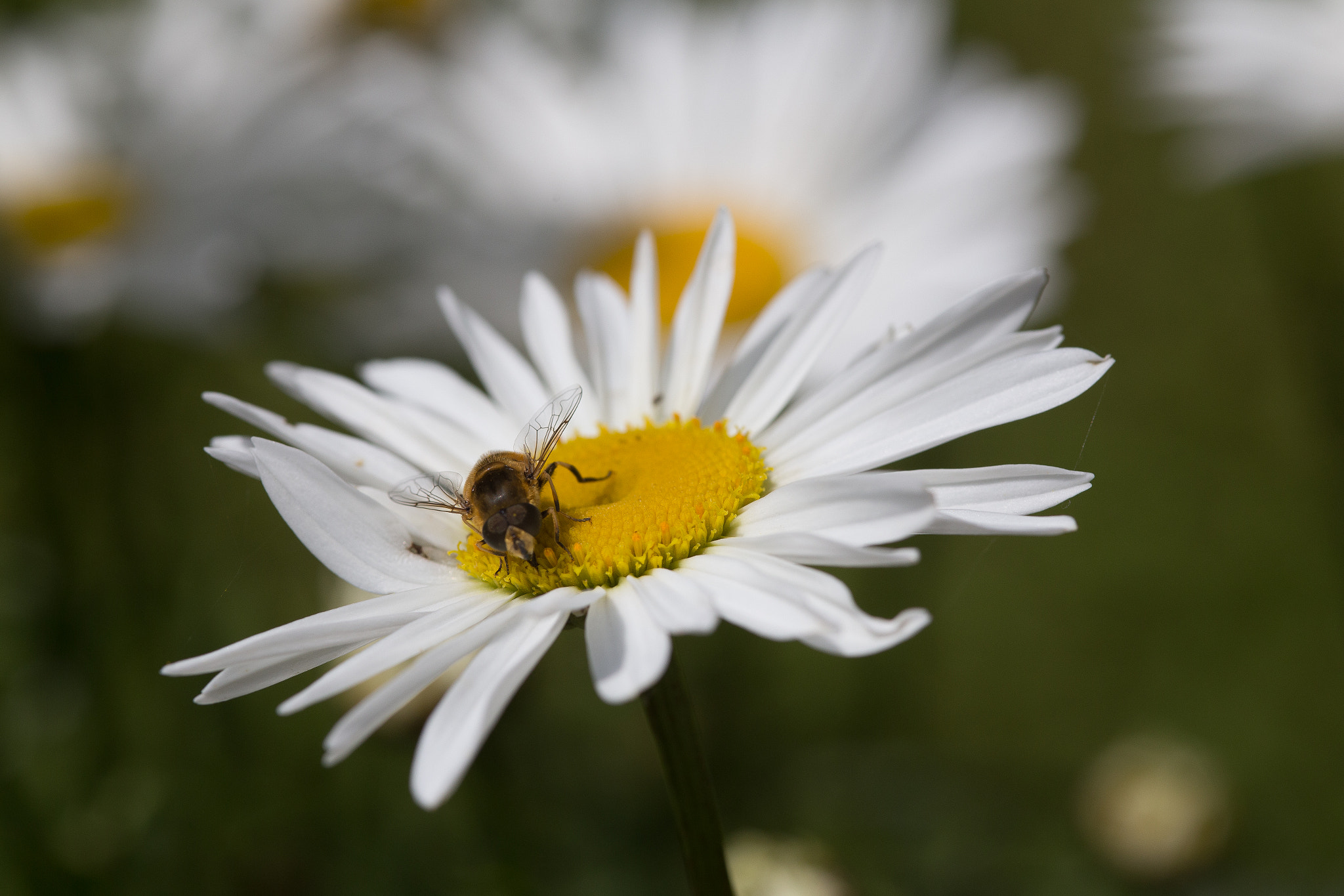 Canon EOS 6D + Sigma 105mm F2.8 EX DG Macro sample photo. Summertime photography