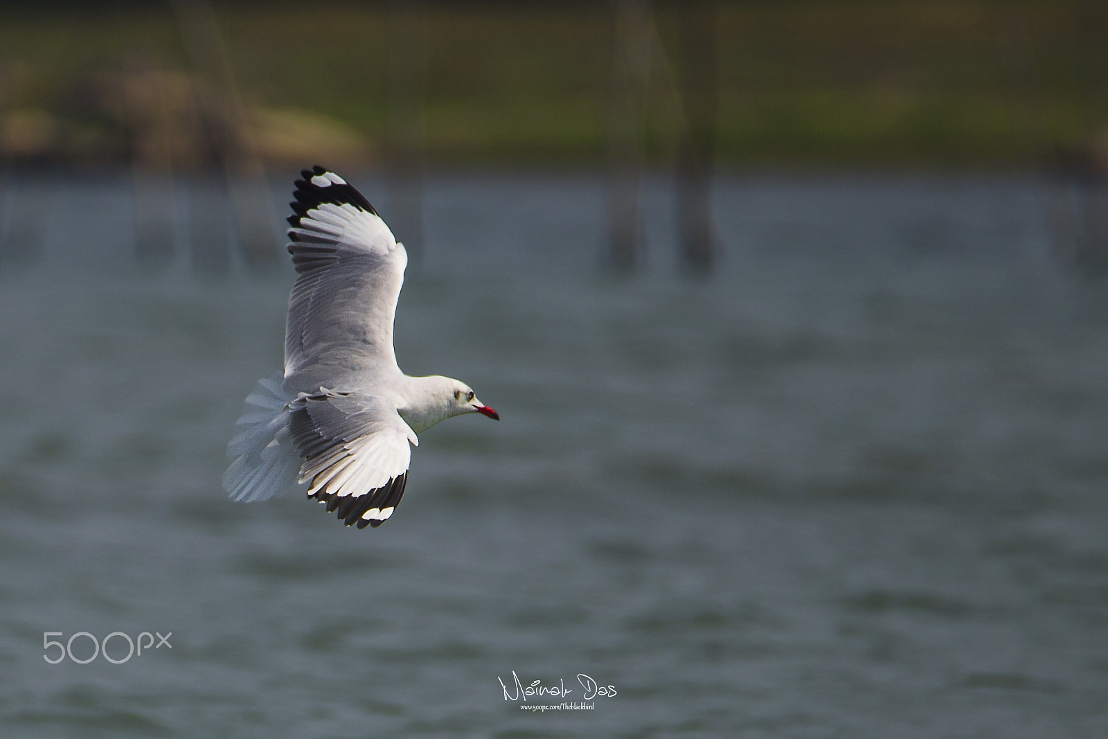 Nikon D5100 + Tamron SP 150-600mm F5-6.3 Di VC USD sample photo. Brown headed gull non breeding photography