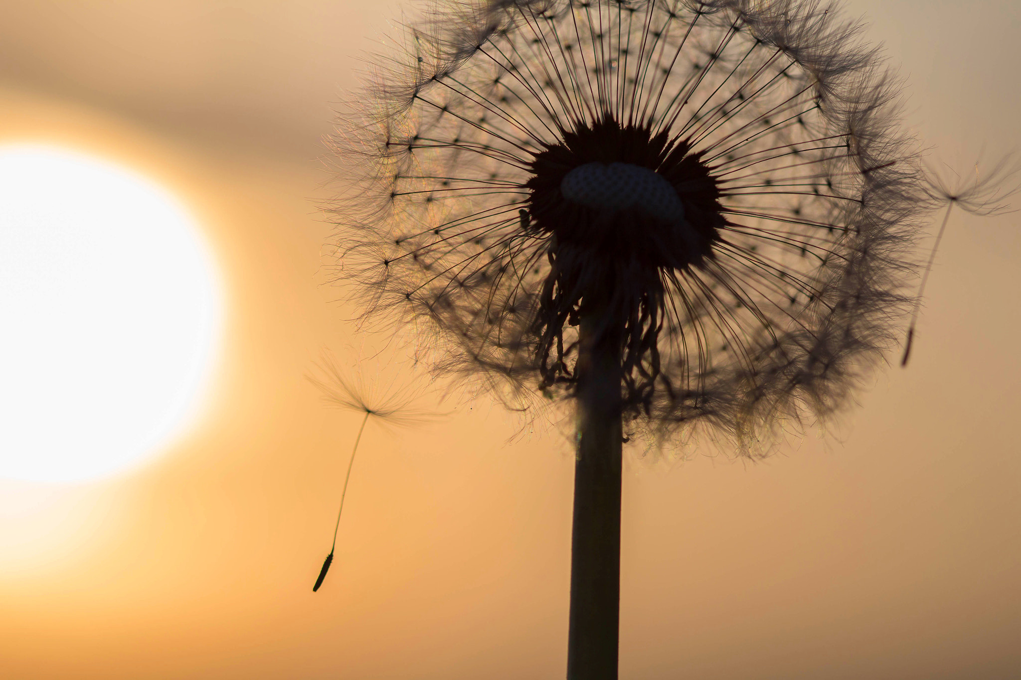 Canon EF 100mm F2.8 Macro USM sample photo. Sunset photography