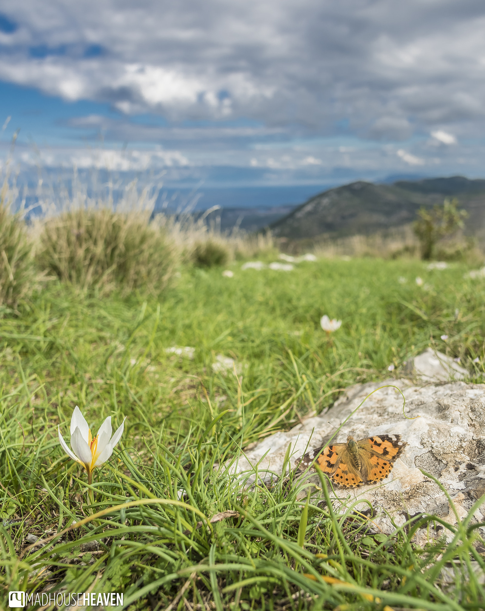 Olympus PEN E-PL7 + OLYMPUS M.12mm F2.0 sample photo. A flower, a butterfly... photography