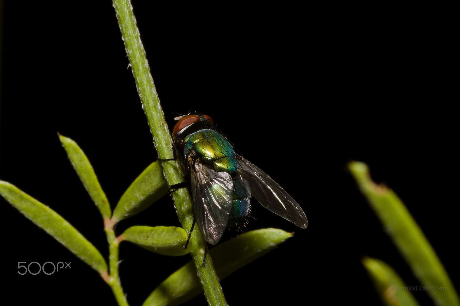 Canon EOS 7D + Sigma 105mm F2.8 EX DG Macro sample photo. Schmeißfliege photography