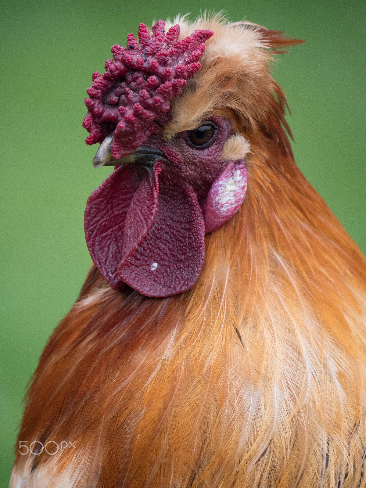 Panasonic Lumix DMC-GX8 sample photo. Brown cockerel photography