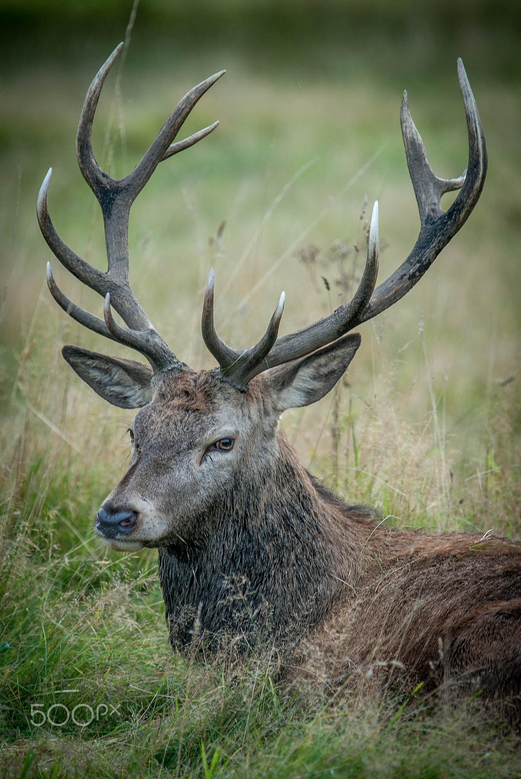 Nikon D200 + Sigma APO 100-300mm F4 EX IF HSM sample photo. Red stag photography