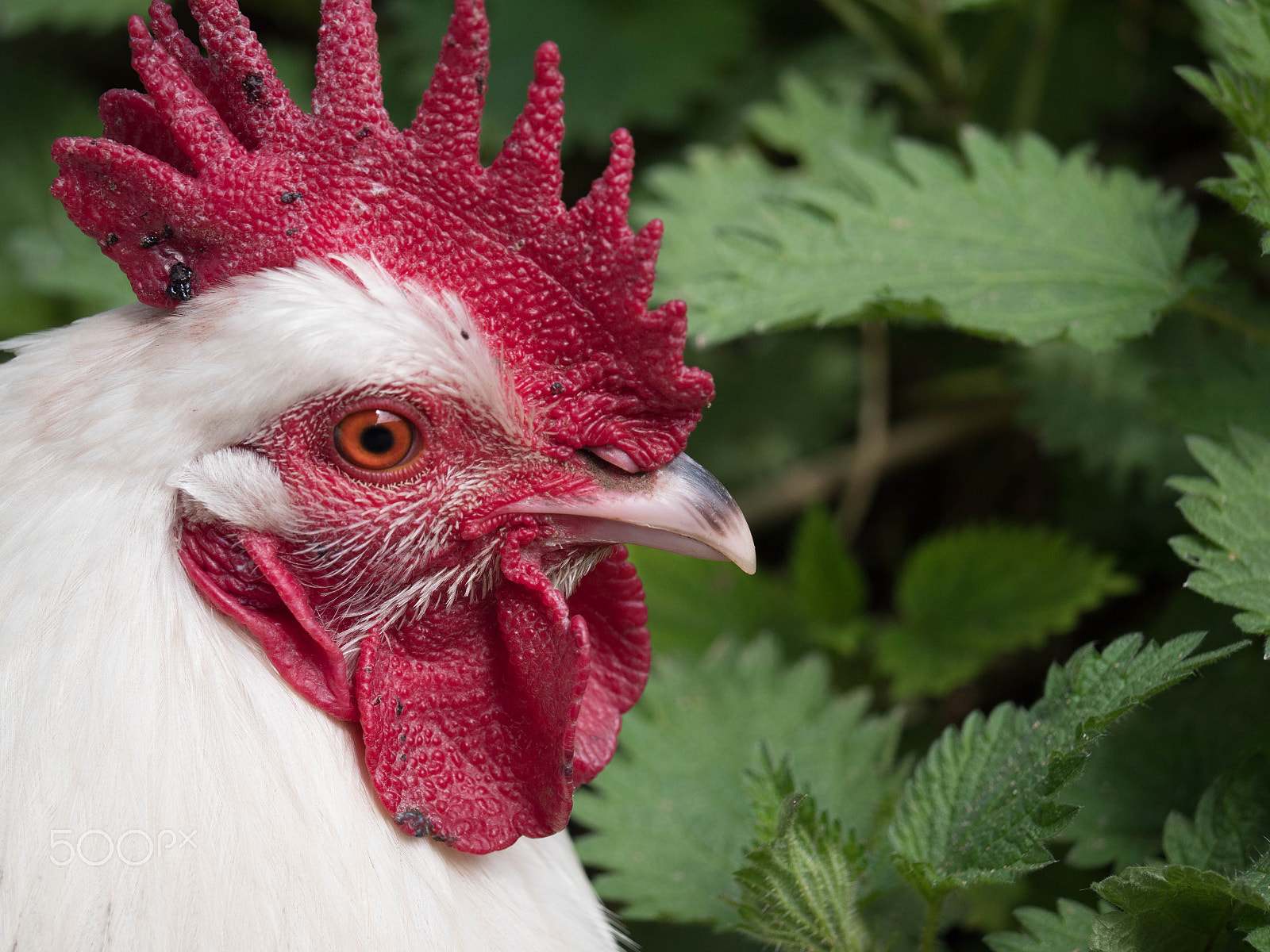 Panasonic Lumix DMC-GX8 sample photo. White cockerel photography