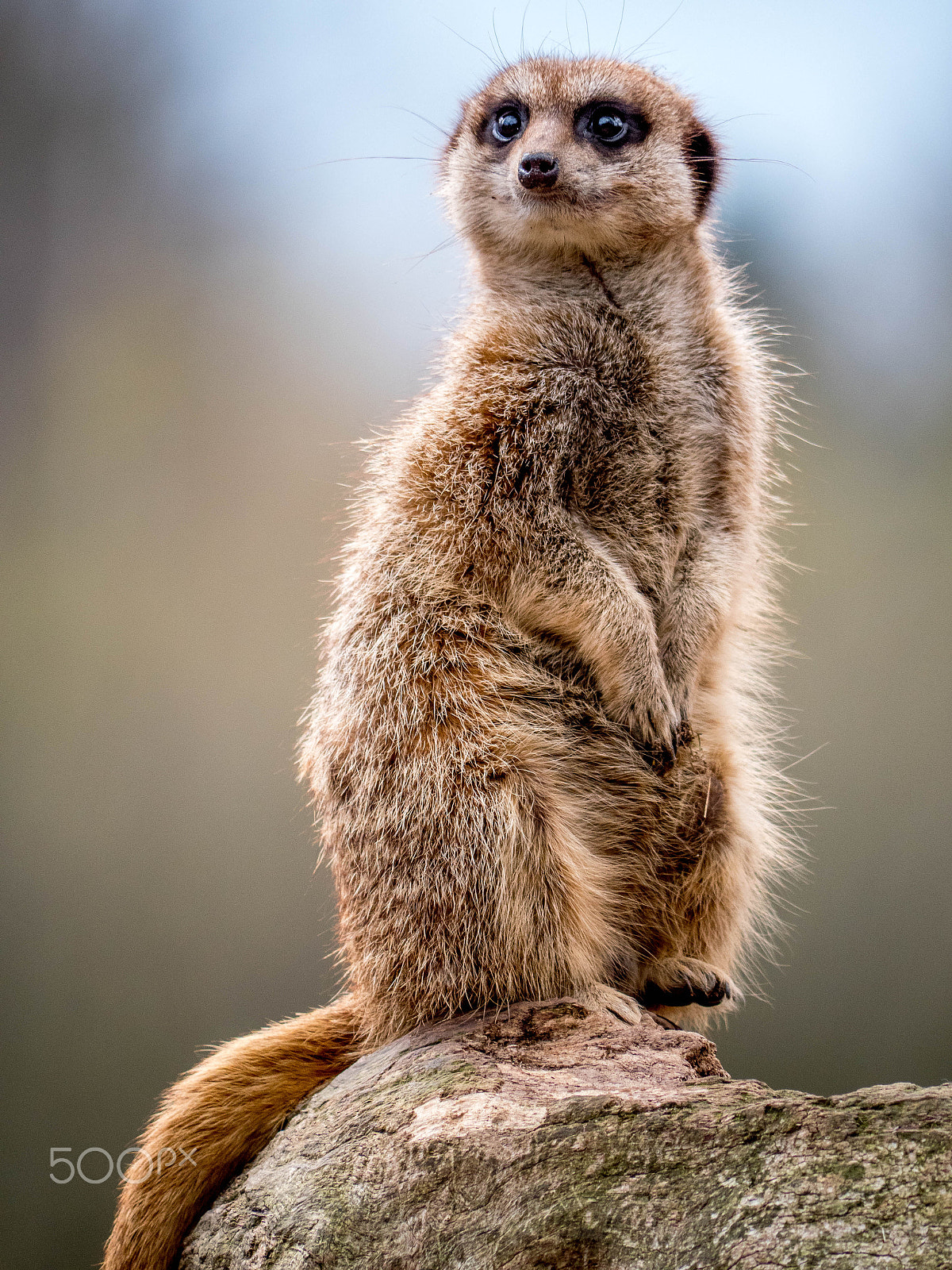 Panasonic Lumix DMC-GX8 sample photo. Meercat photography