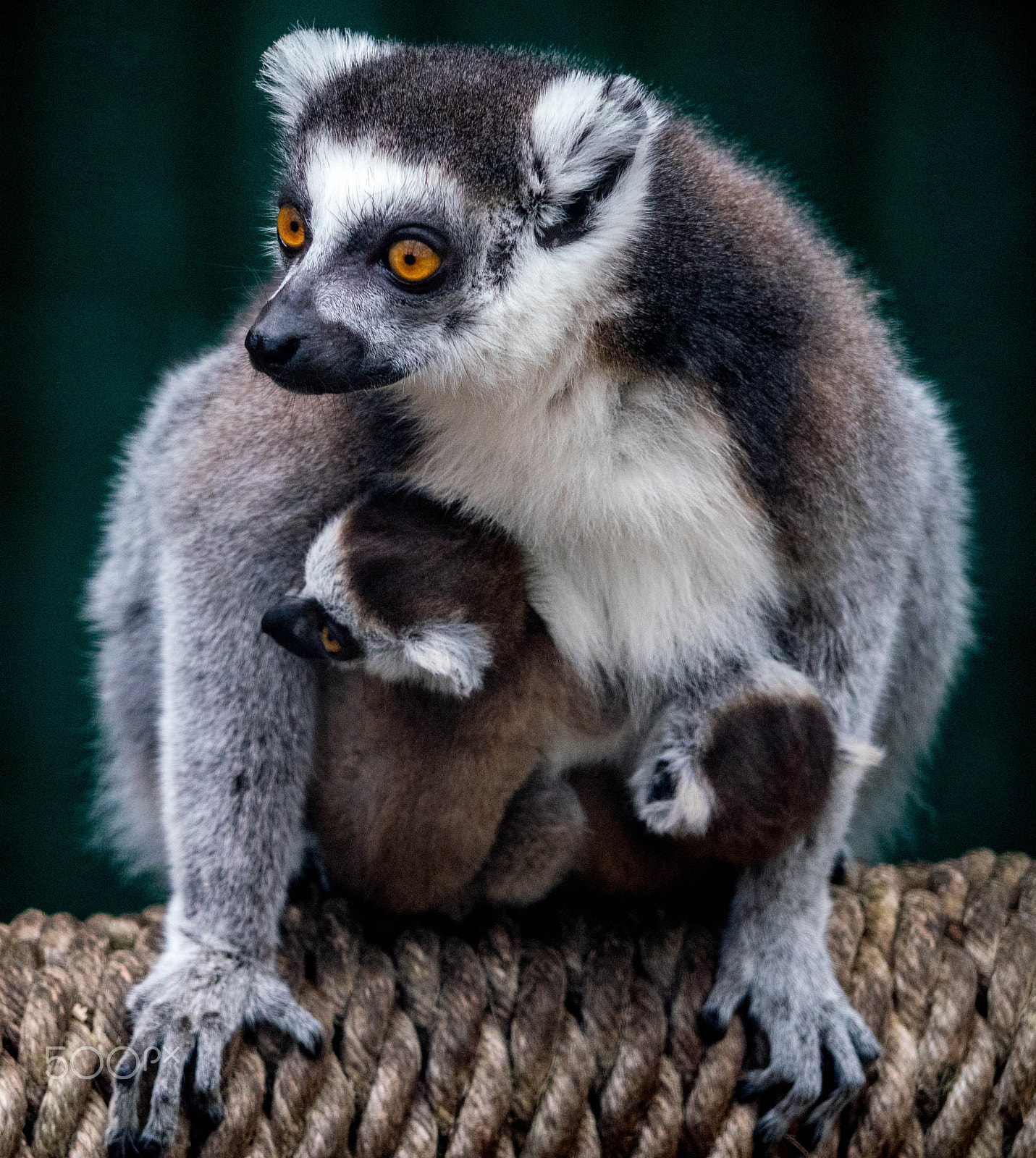 Panasonic Lumix DMC-GX8 sample photo. Lemur mum photography