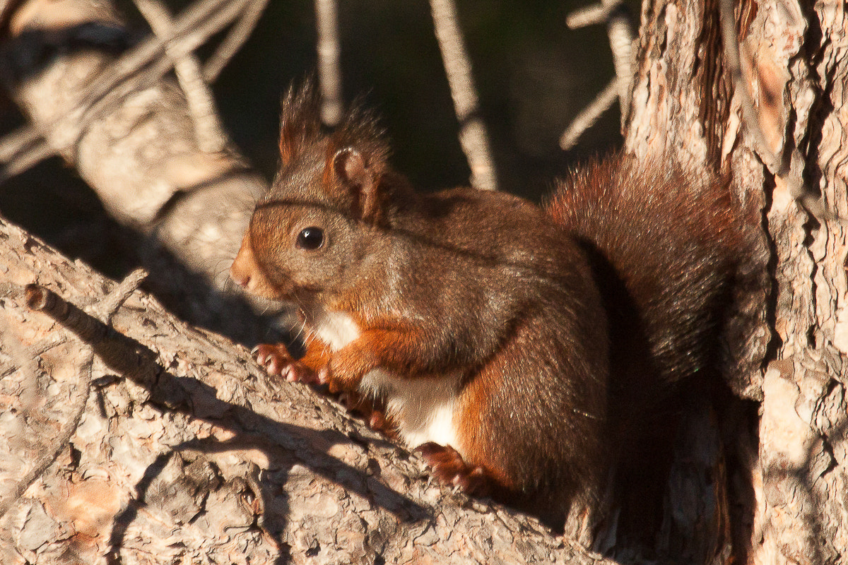 Canon EF 100-400mm F4.5-5.6L IS USM sample photo. Ecureuil roux photography