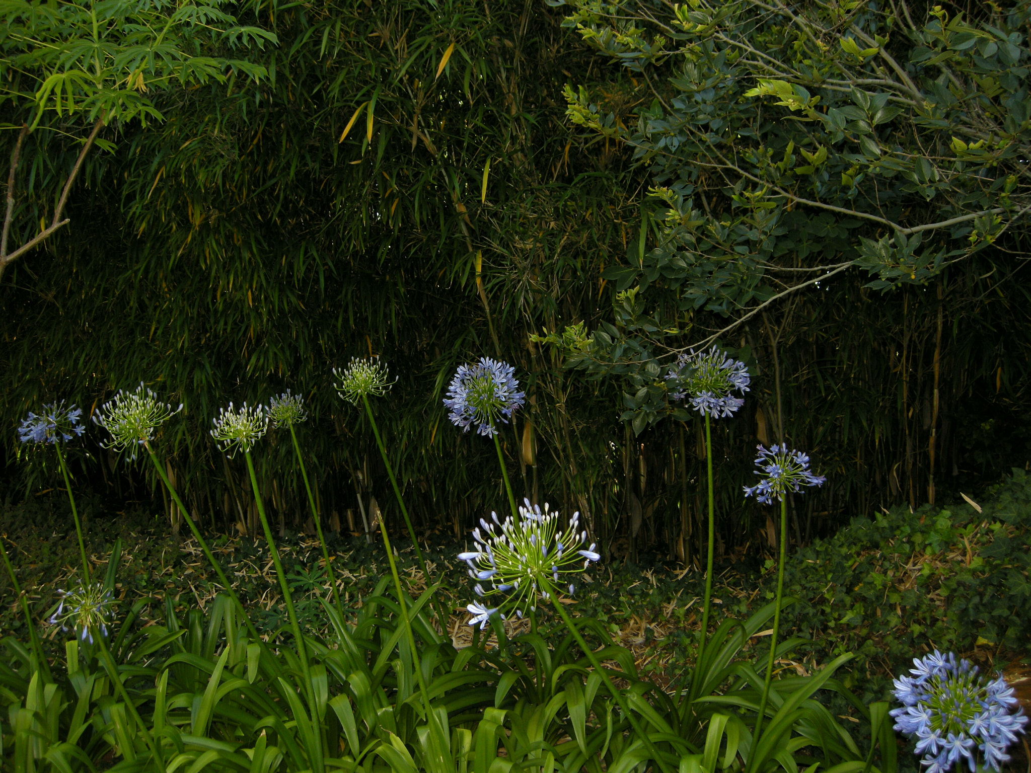 Nikon COOLPIX P5100 sample photo. Agapanthus photography