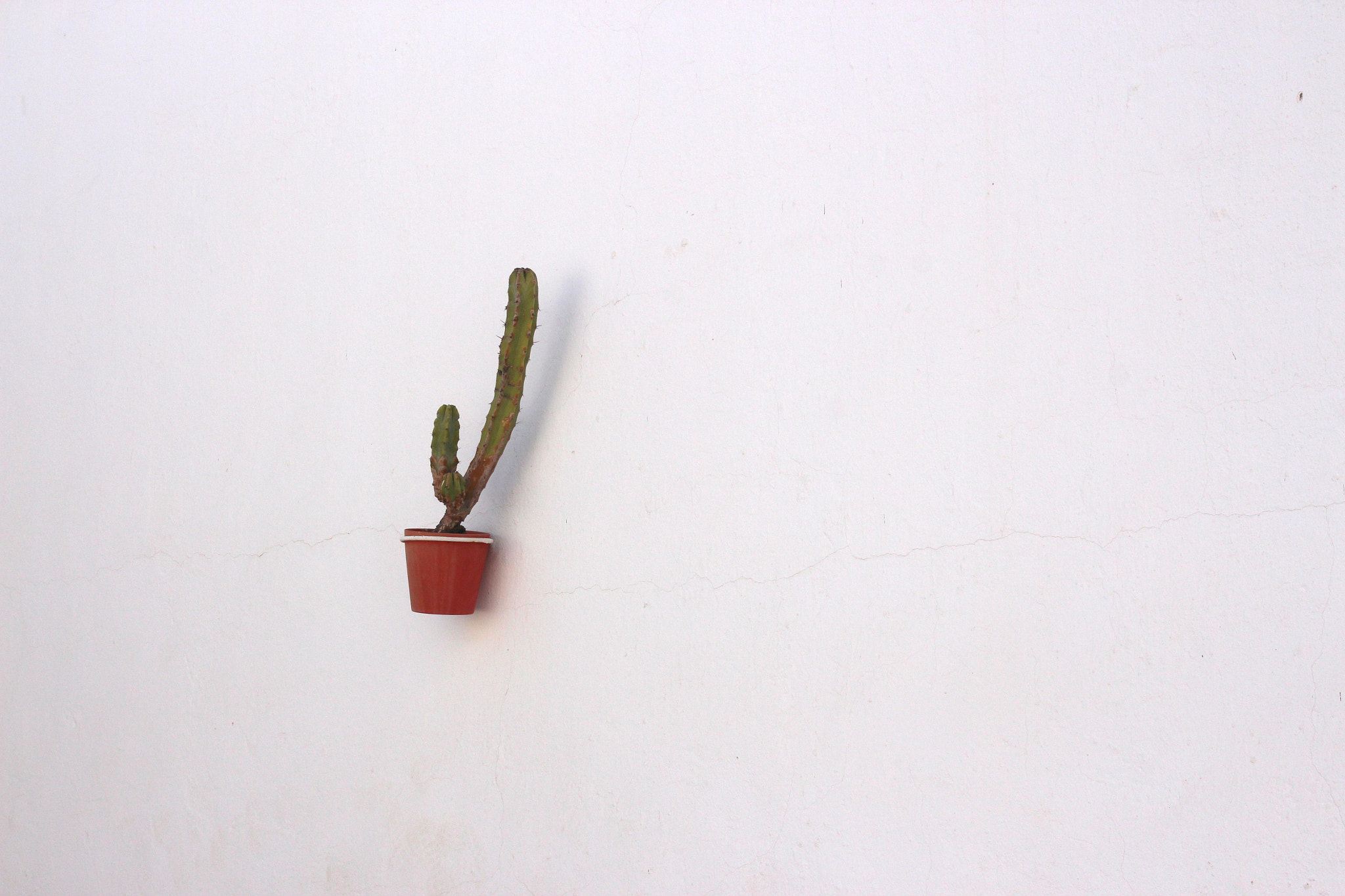 Canon EOS 650D (EOS Rebel T4i / EOS Kiss X6i) sample photo. Cactus photography