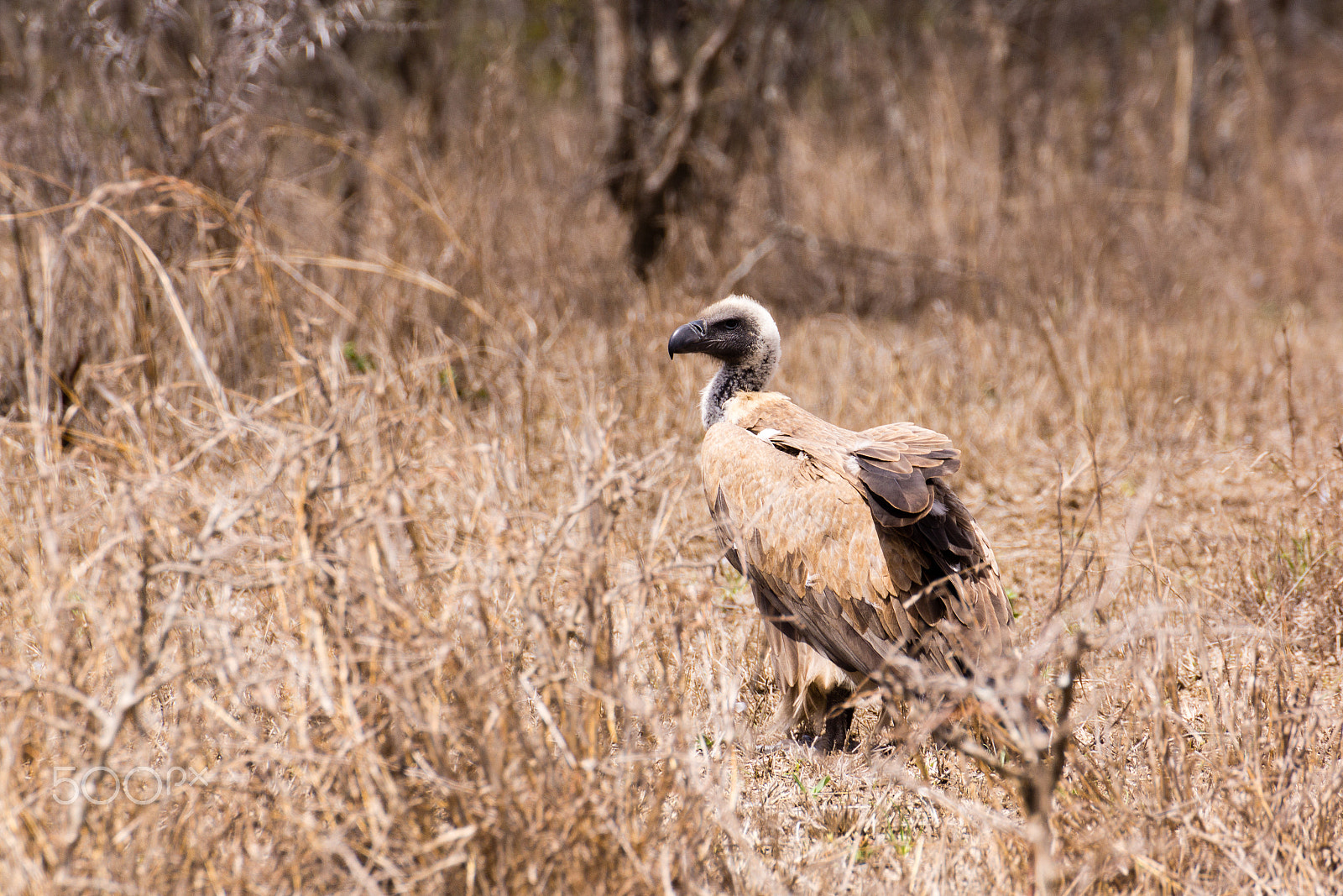Tamron SP 70-300mm F4-5.6 Di USD sample photo. Griffon vulture photography