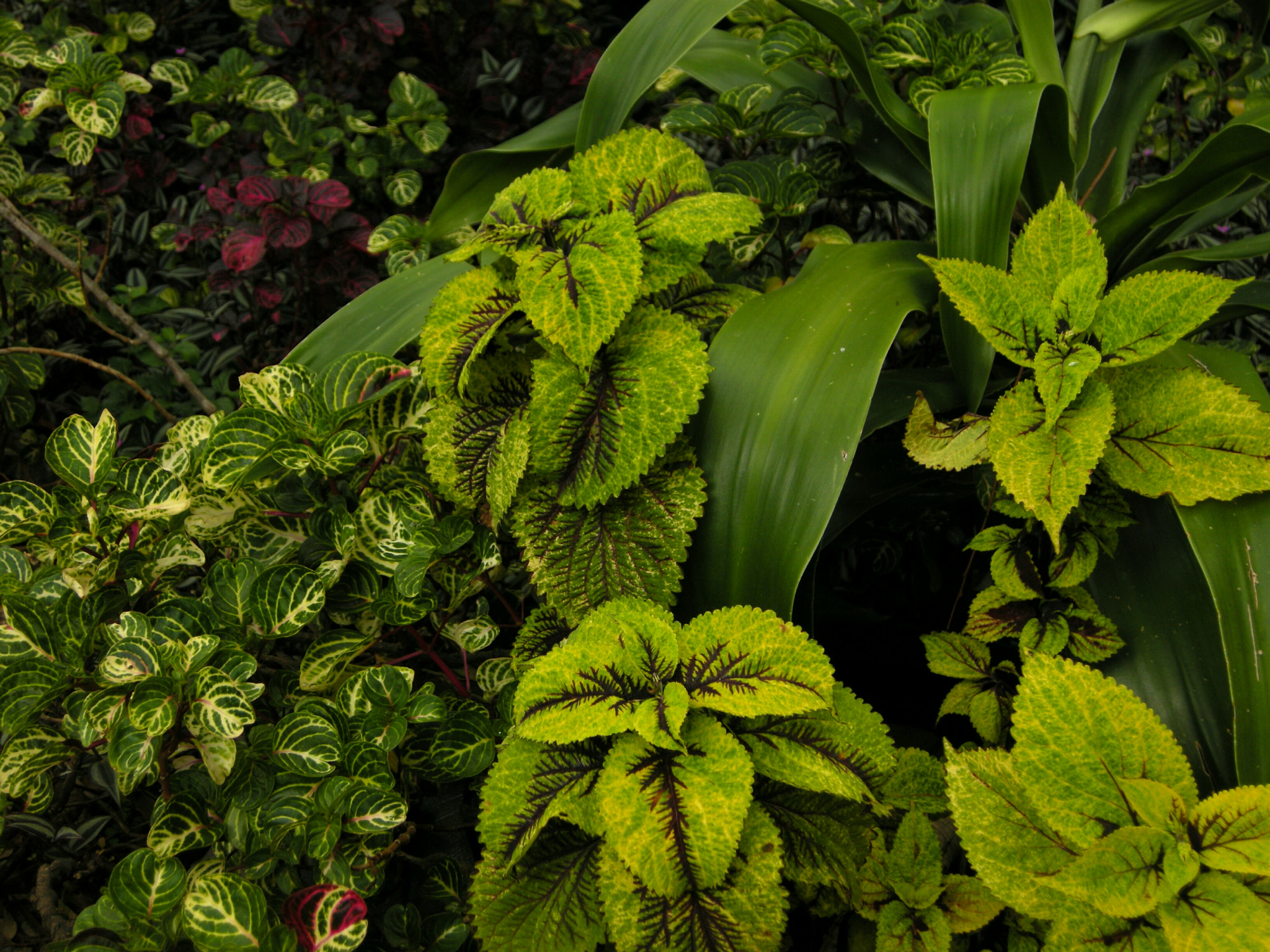 Nikon COOLPIX P5100 sample photo. Coleus and iresine  photography